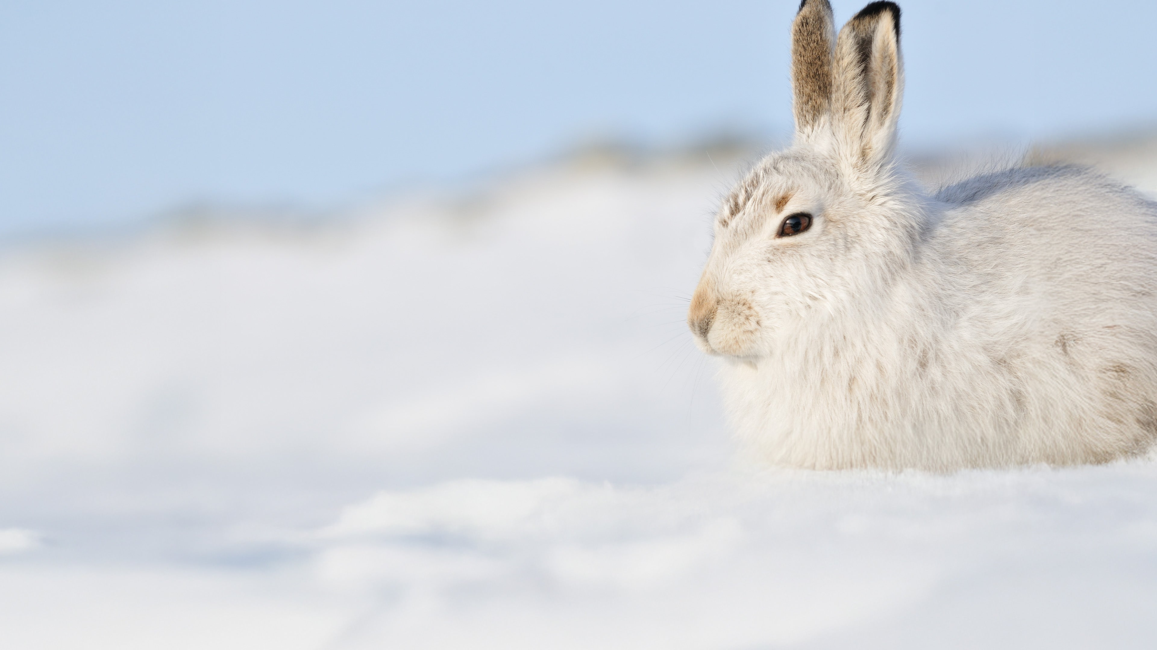 Schottlands neue Wildnis