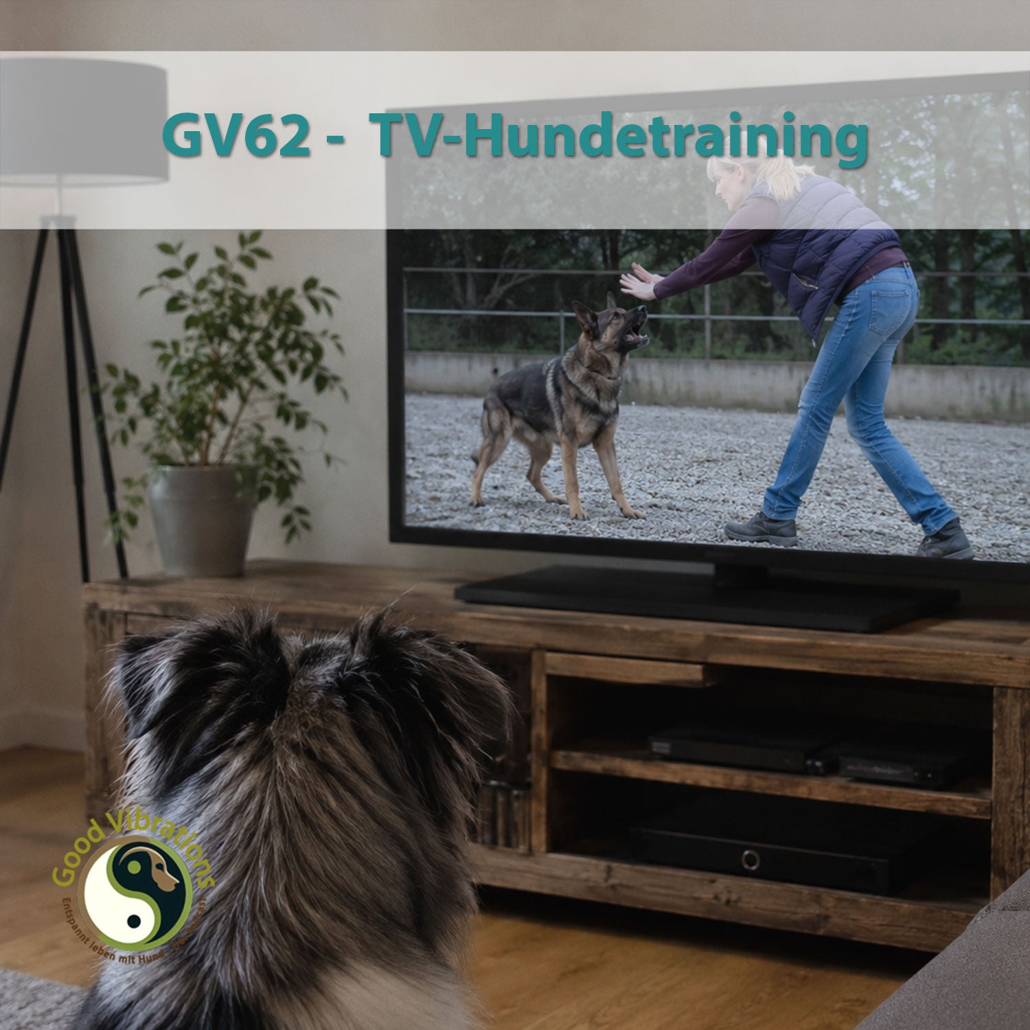GV 62_TV Hundetraining