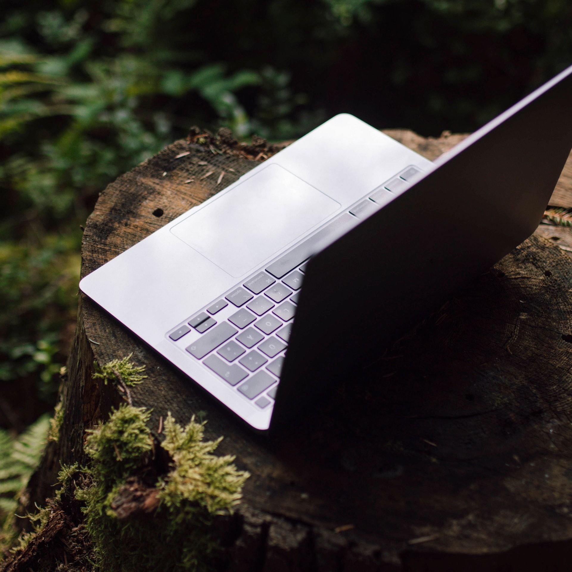 Der smarte Förster - Künstliche Intelligenz im Wald