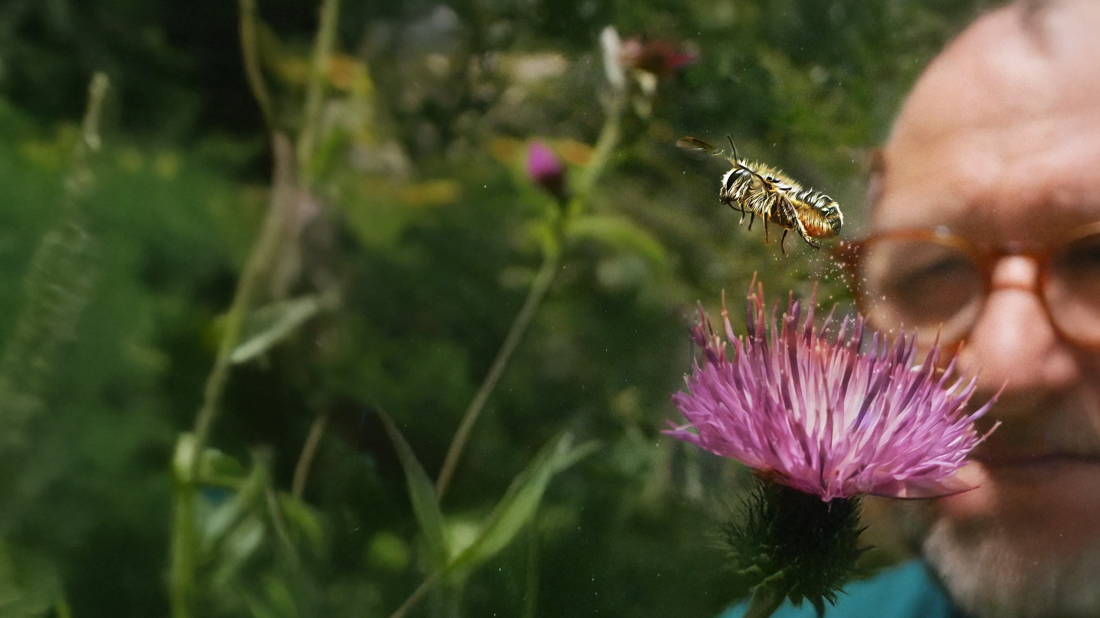Garten der tausend Bienen