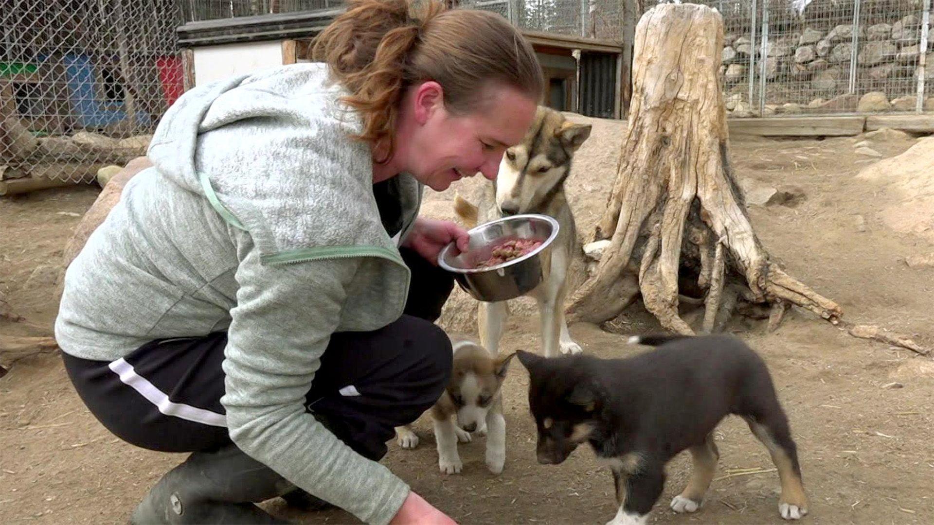 Huskyfarm in Lappland und Bäckerei in Kanada