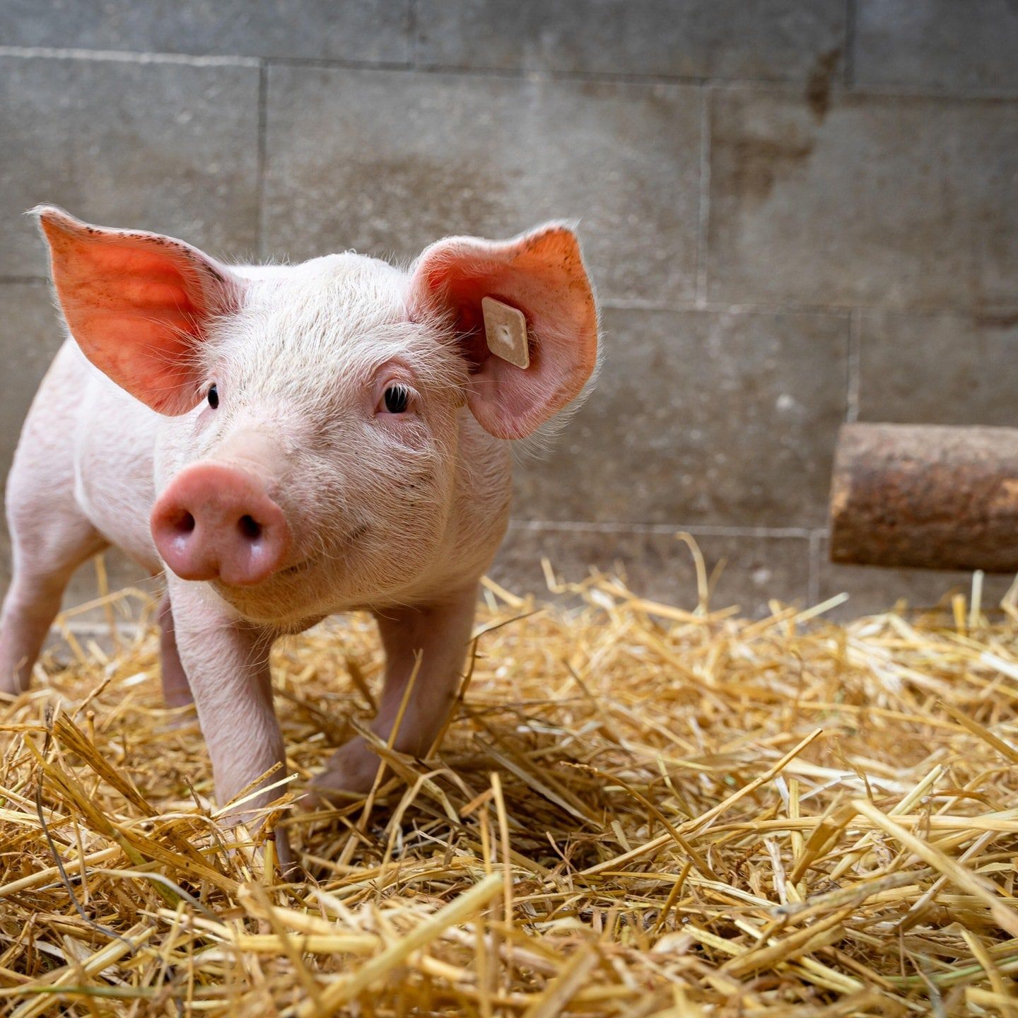Die Tierdocs: Ferkel kocht gerne