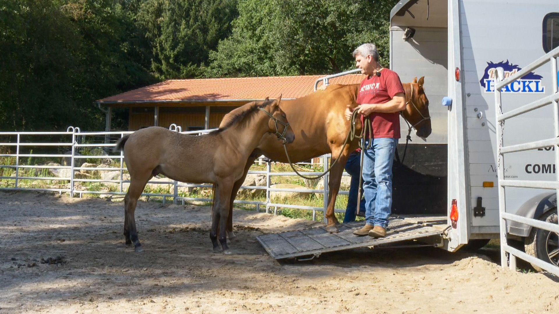 Heute u.a.: Fohlen "Cowboy"