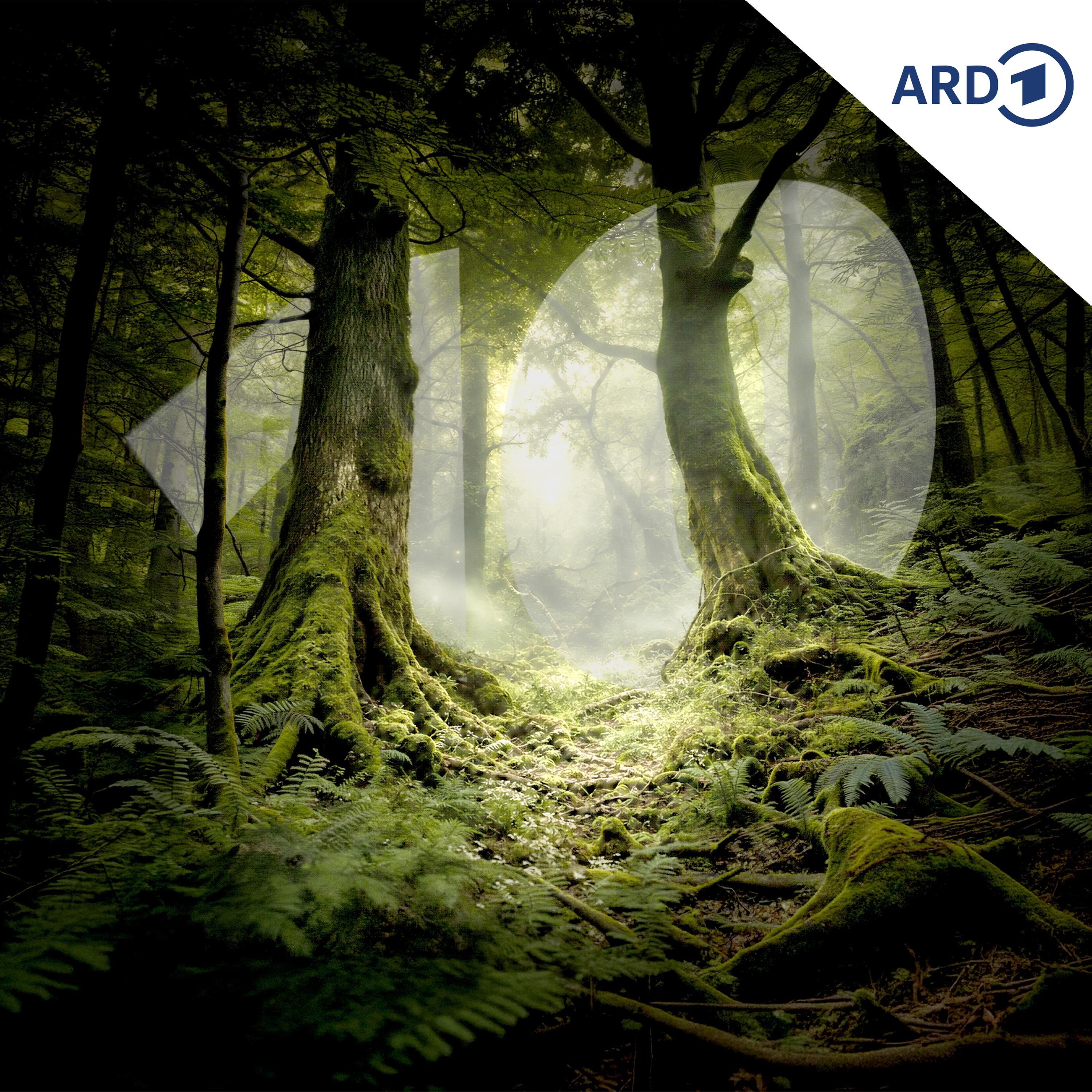 War der Wald früher wirklich besser?