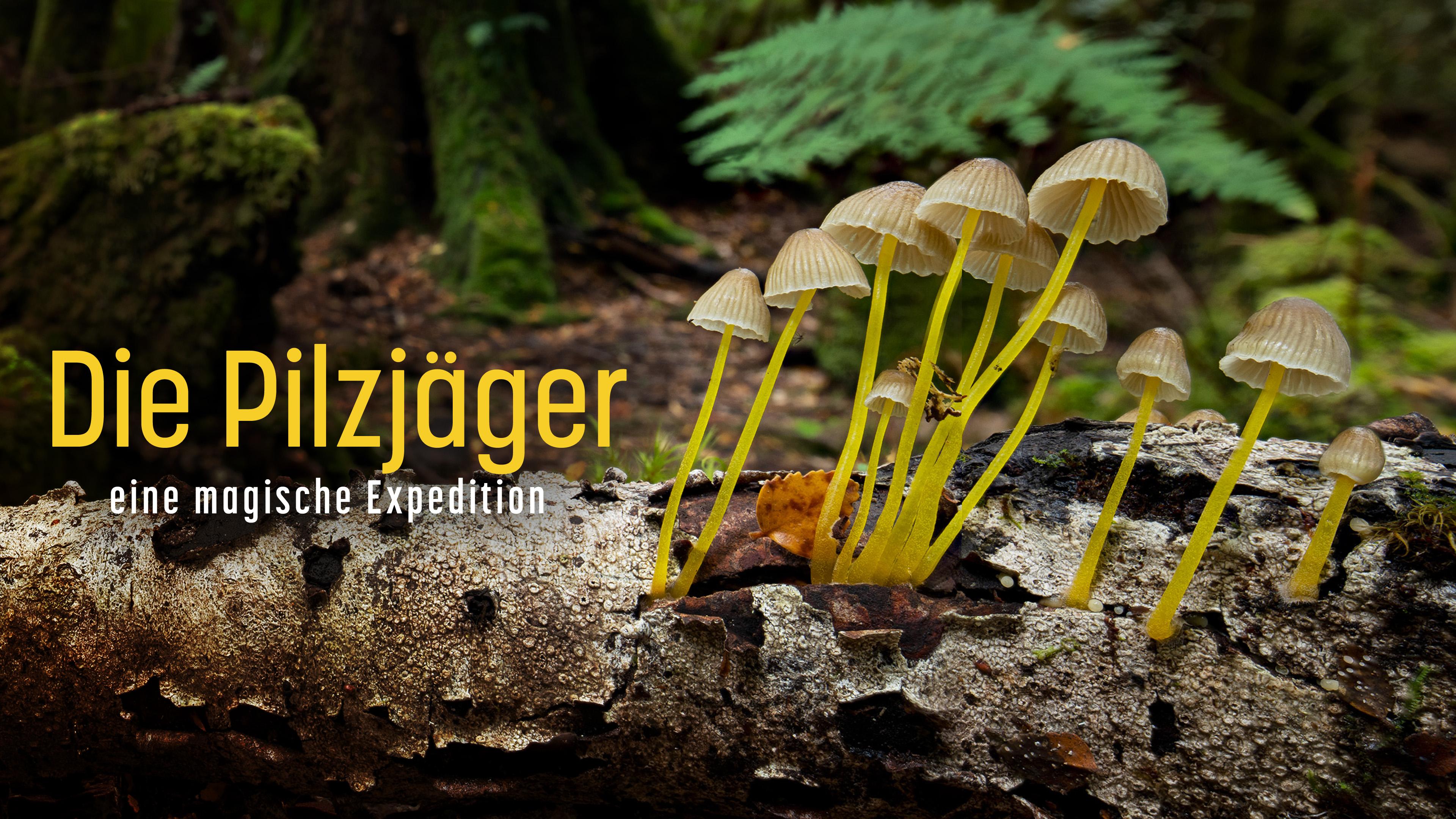 Die Pilzjäger - eine magische Expedition