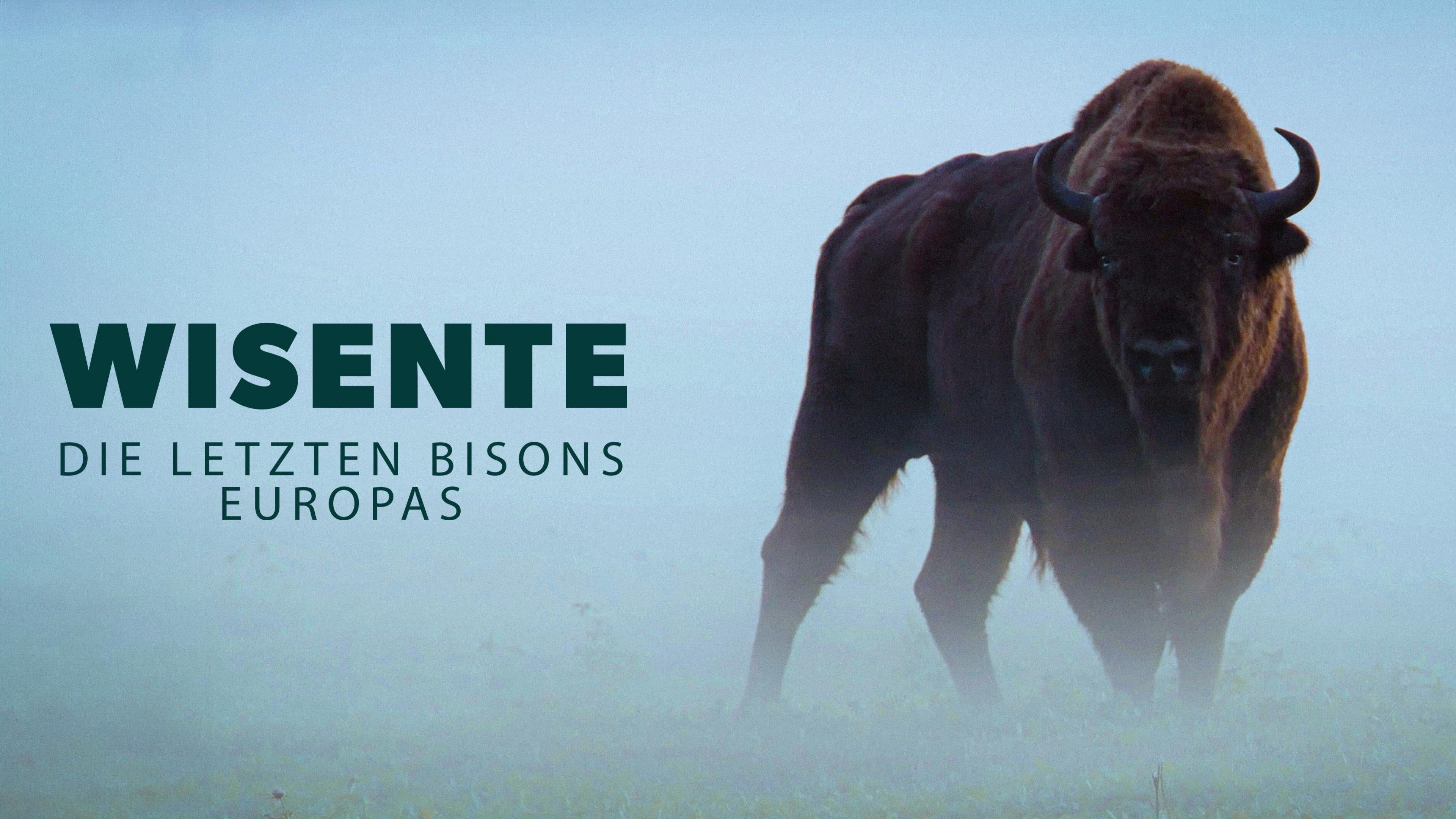 Wisente - Die letzten Bisons Europas
