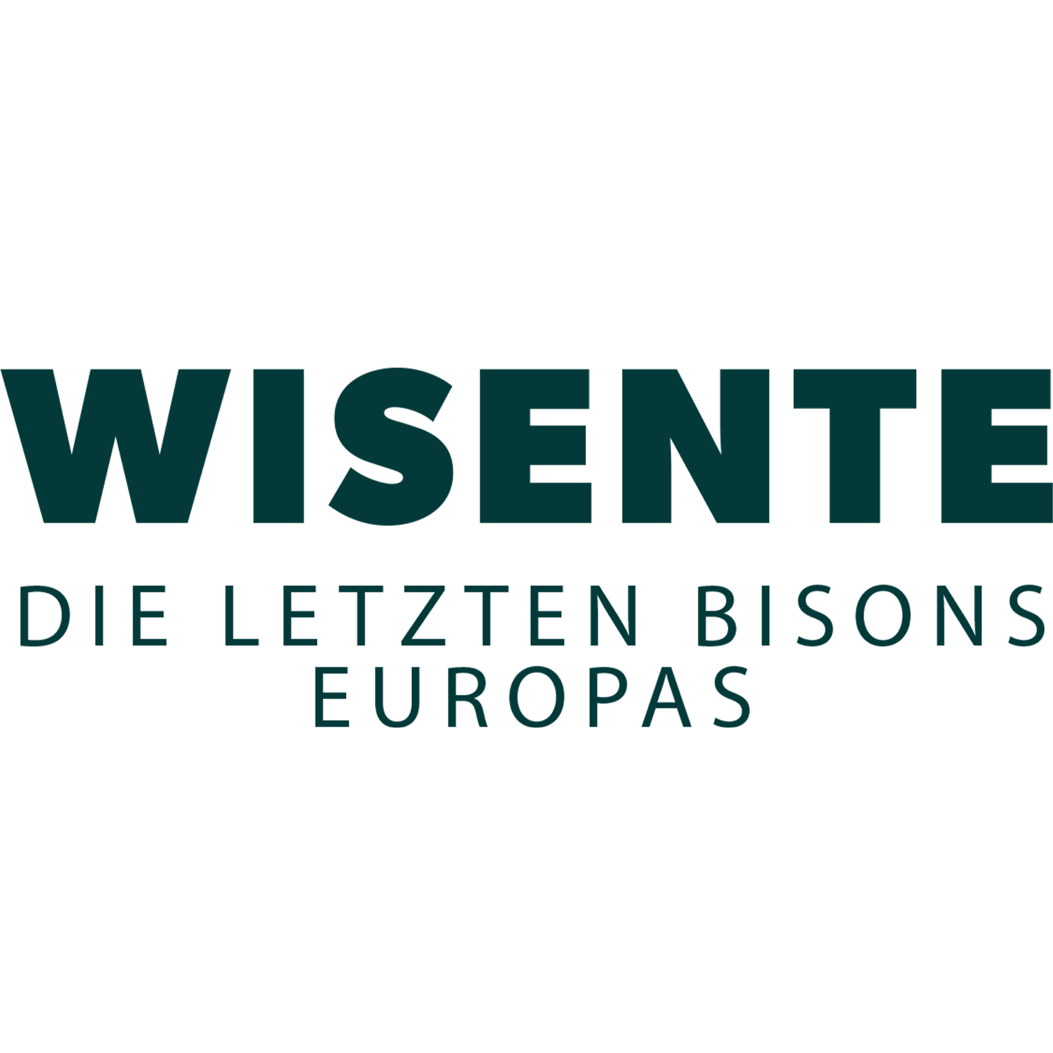 Wisente - Die letzten Bisons Europas
