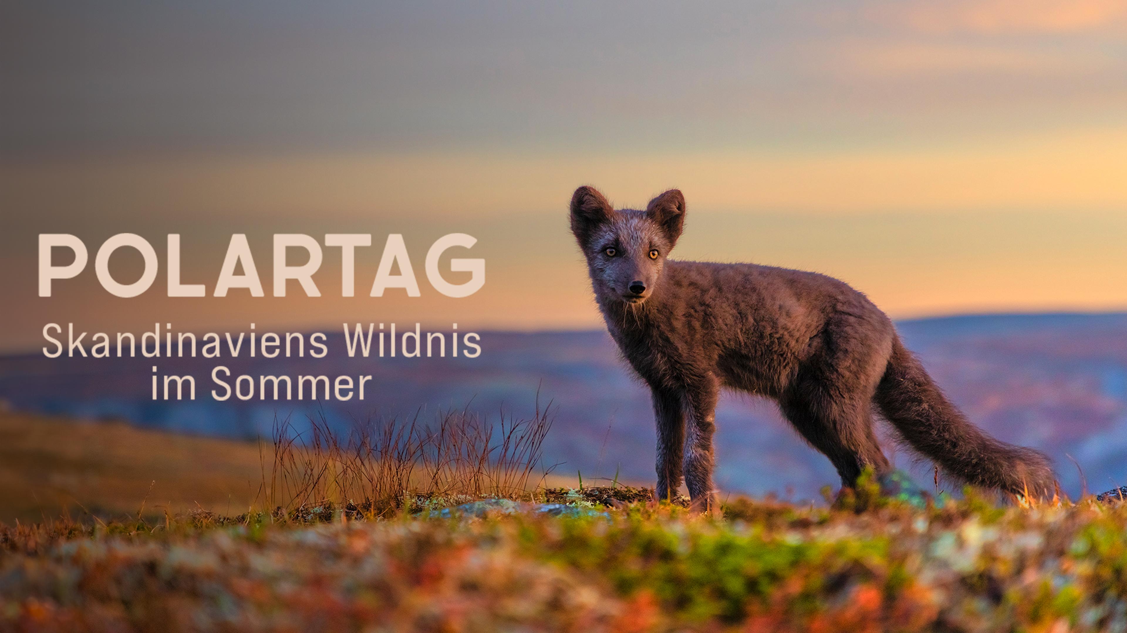 Polartag - Skandinaviens Wildnis im Sommer