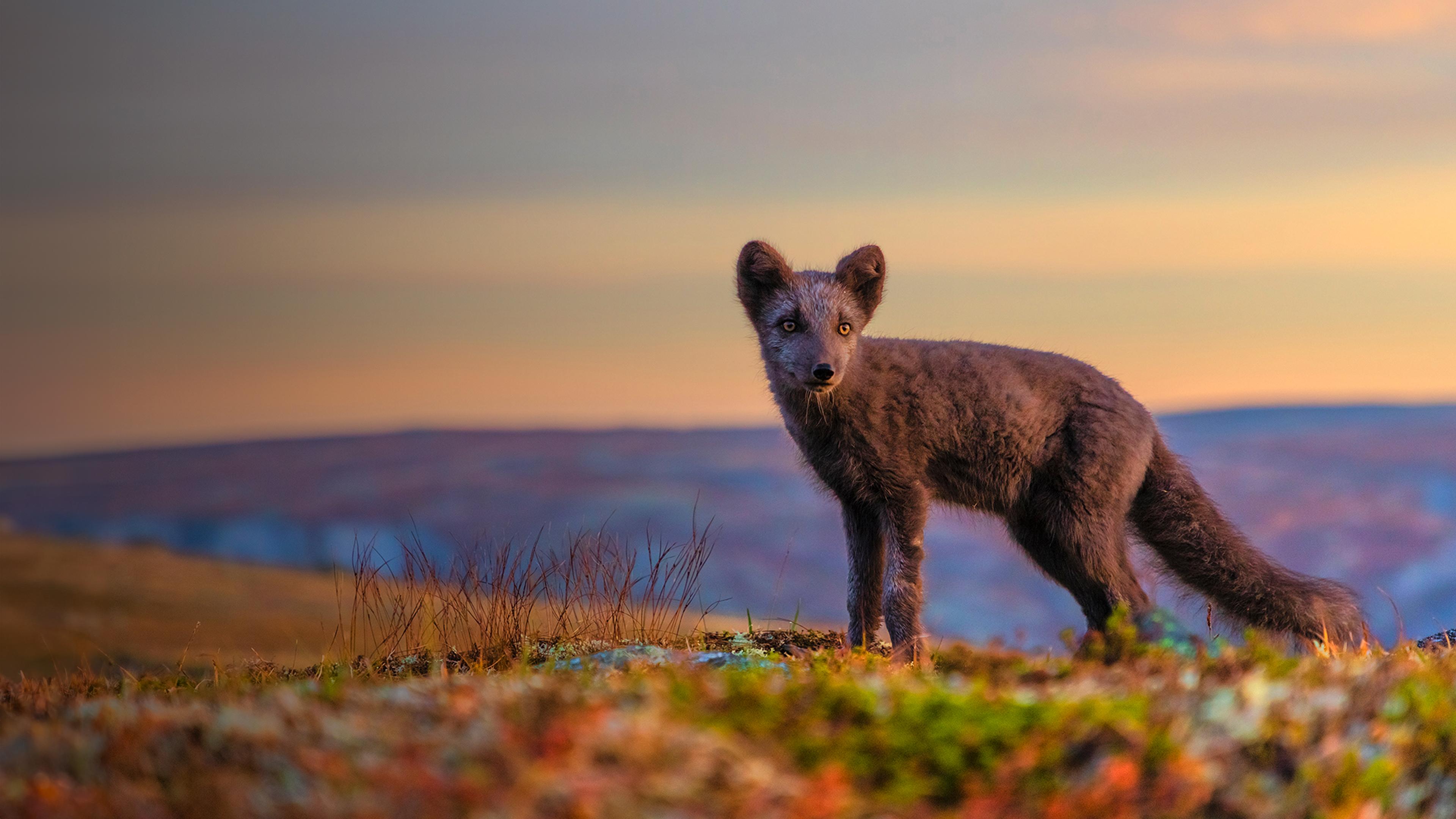 Polartag - Skandinaviens Wildnis im Sommer