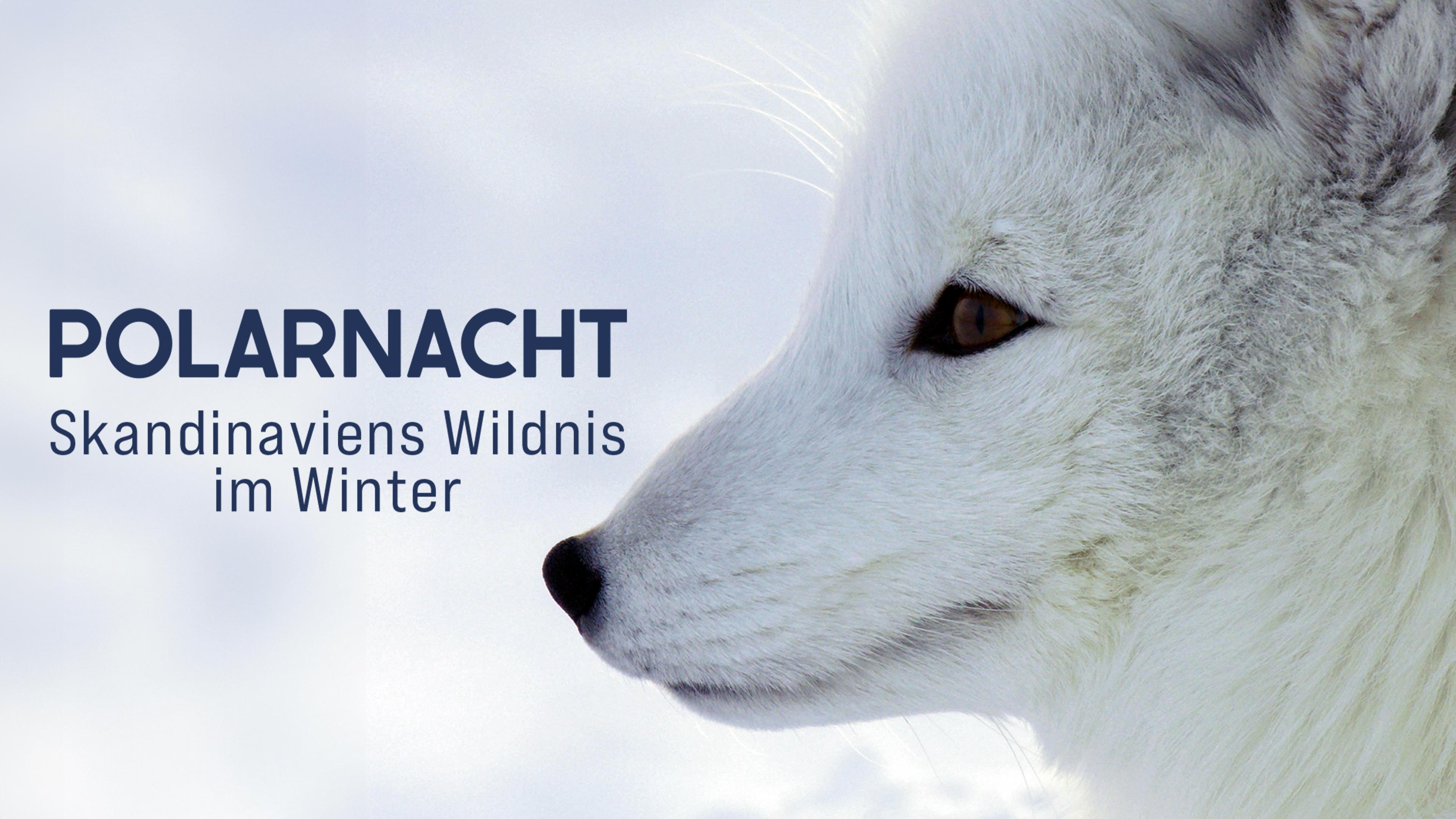 Polarnacht - Skandinaviens Wildnis im Winter