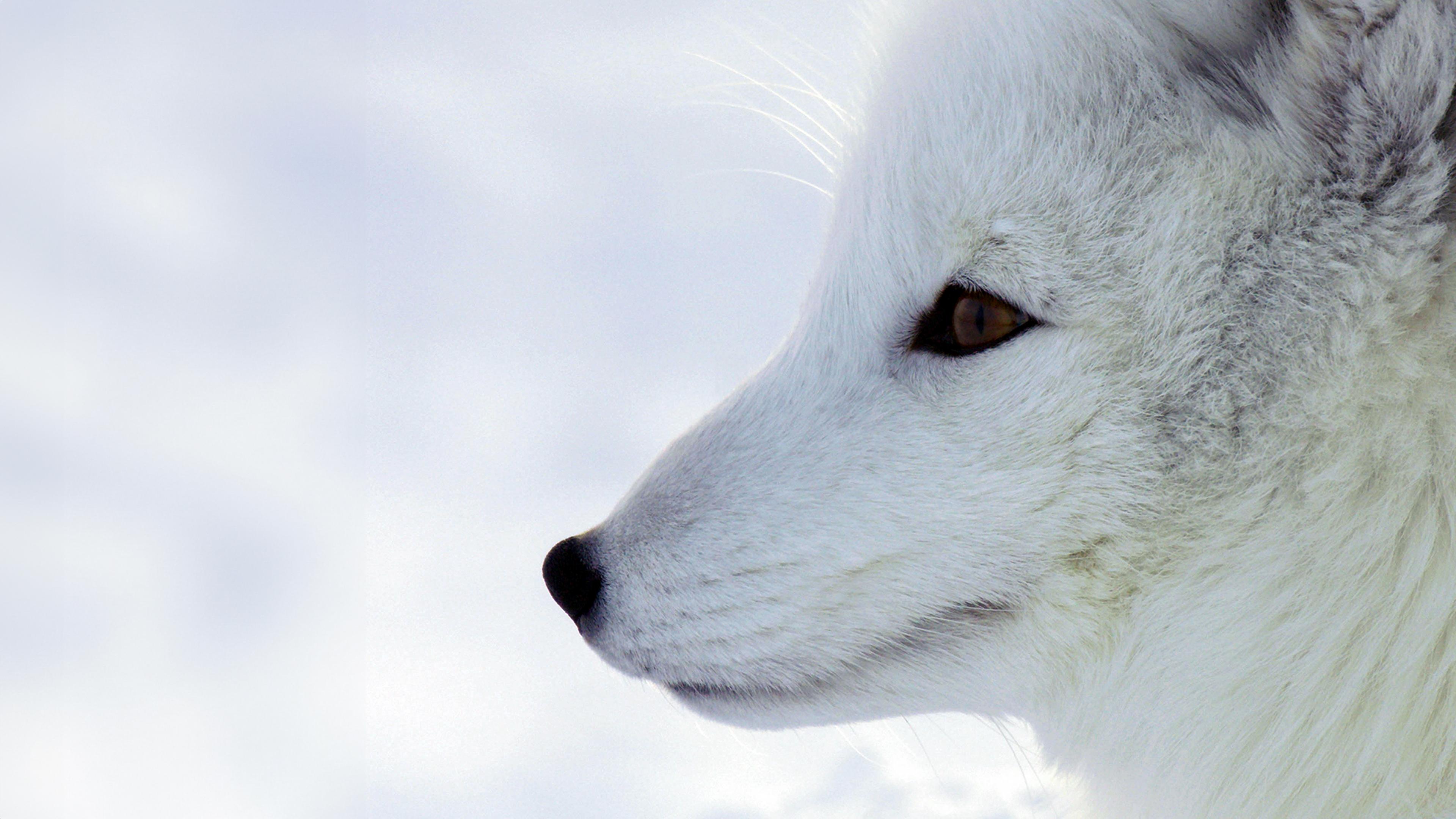 Polarnacht - Skandinaviens Wildnis im Winter