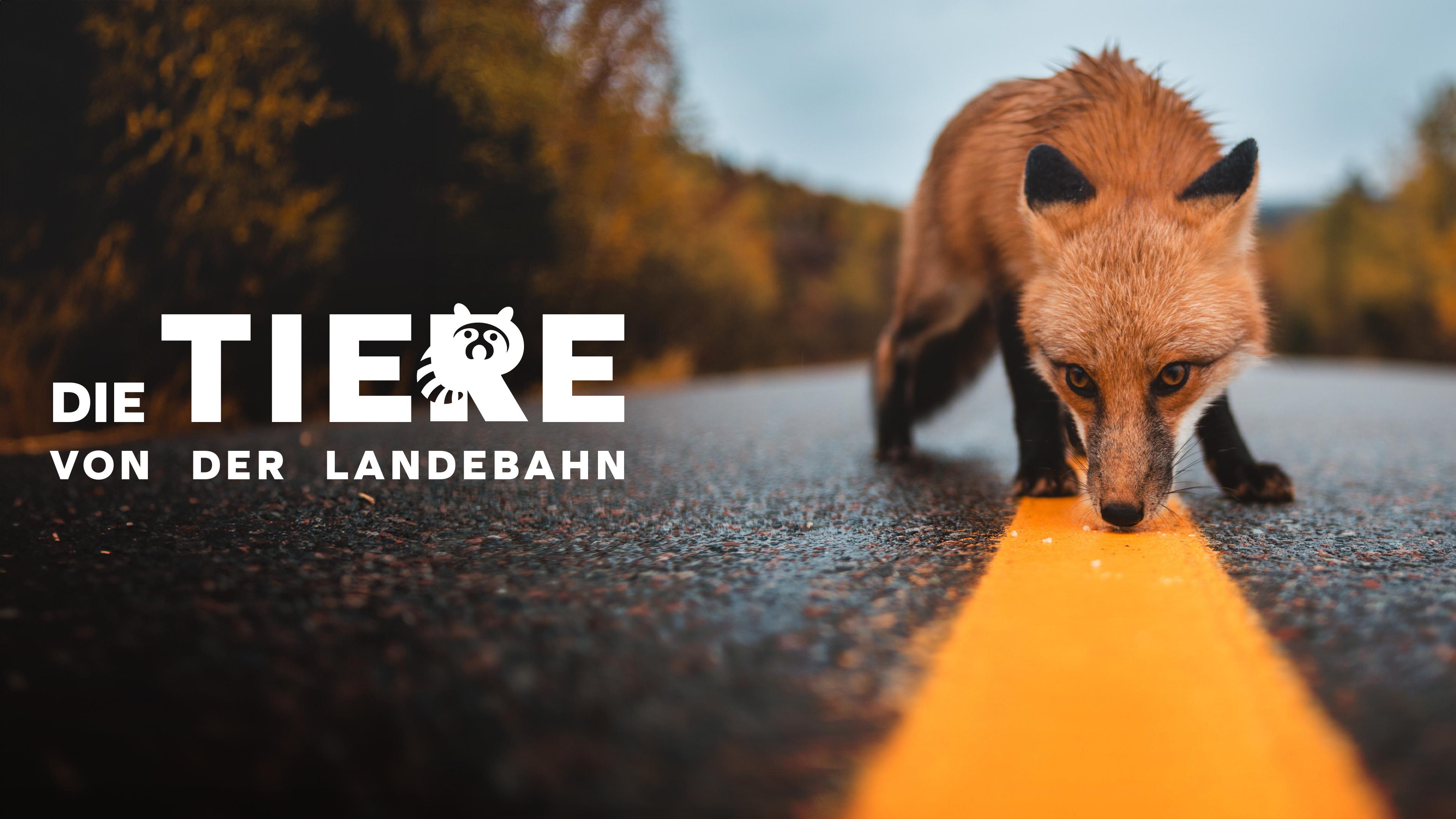 Die Tiere von der Landebahn