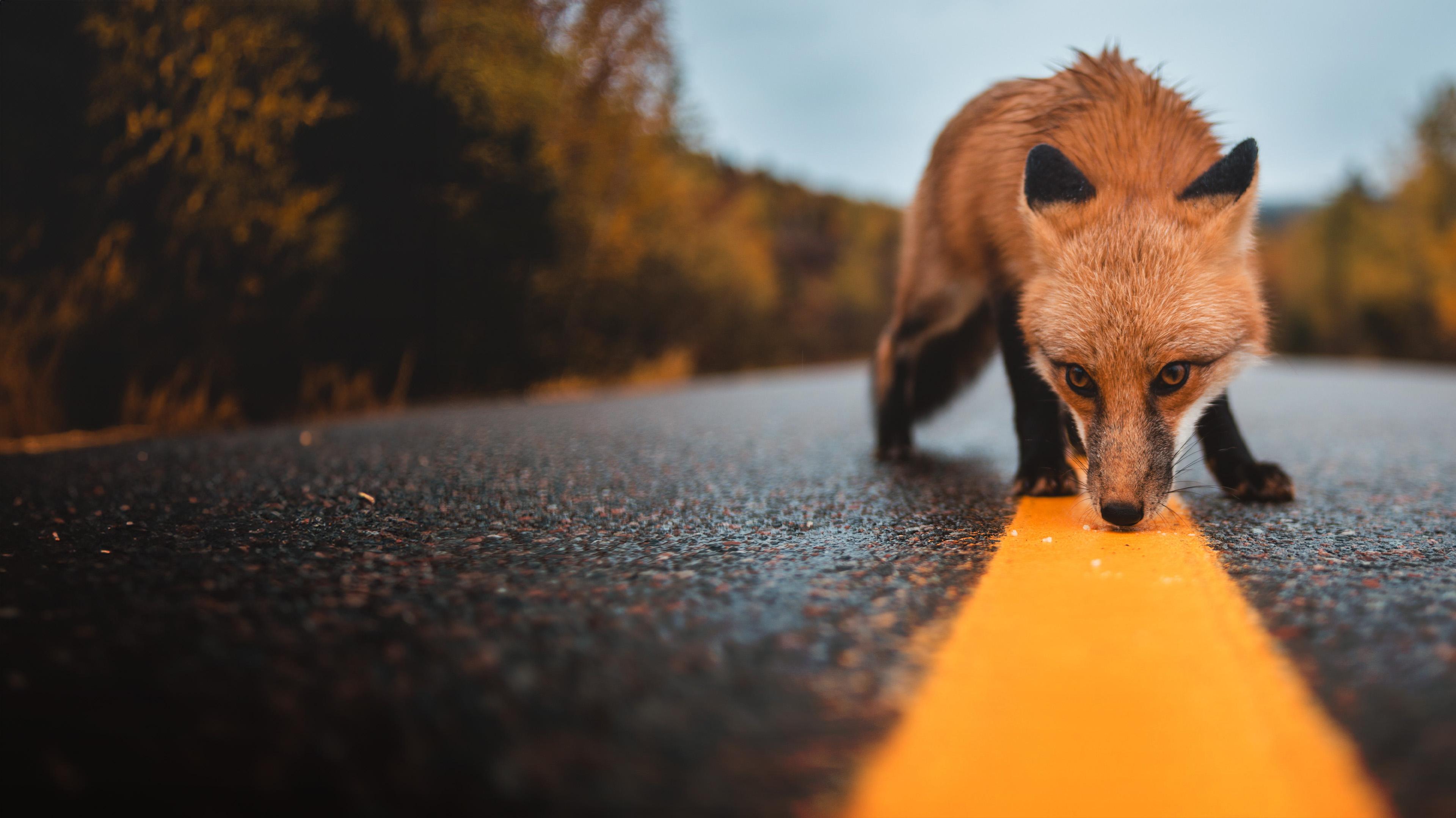 Die Tiere von der Landebahn