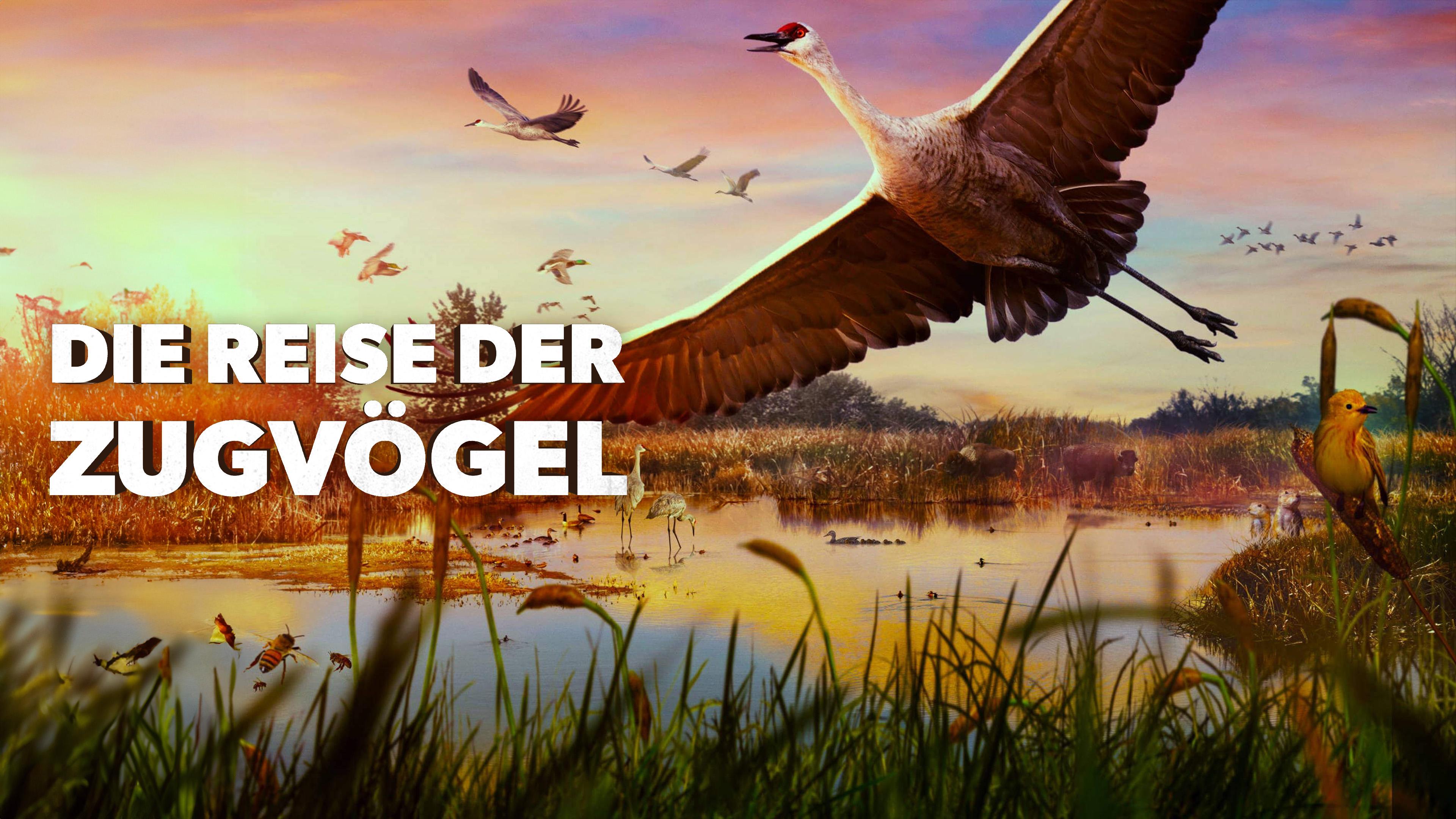 Die Reise der Zugvögel