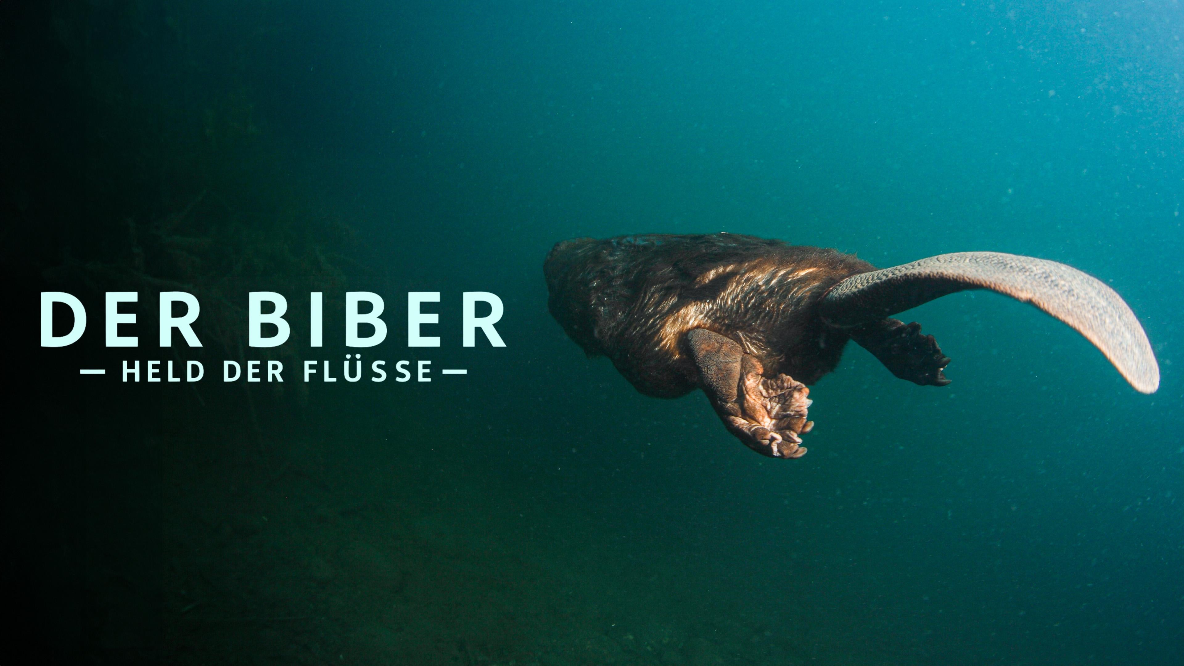 Der Biber - Held der Flüsse