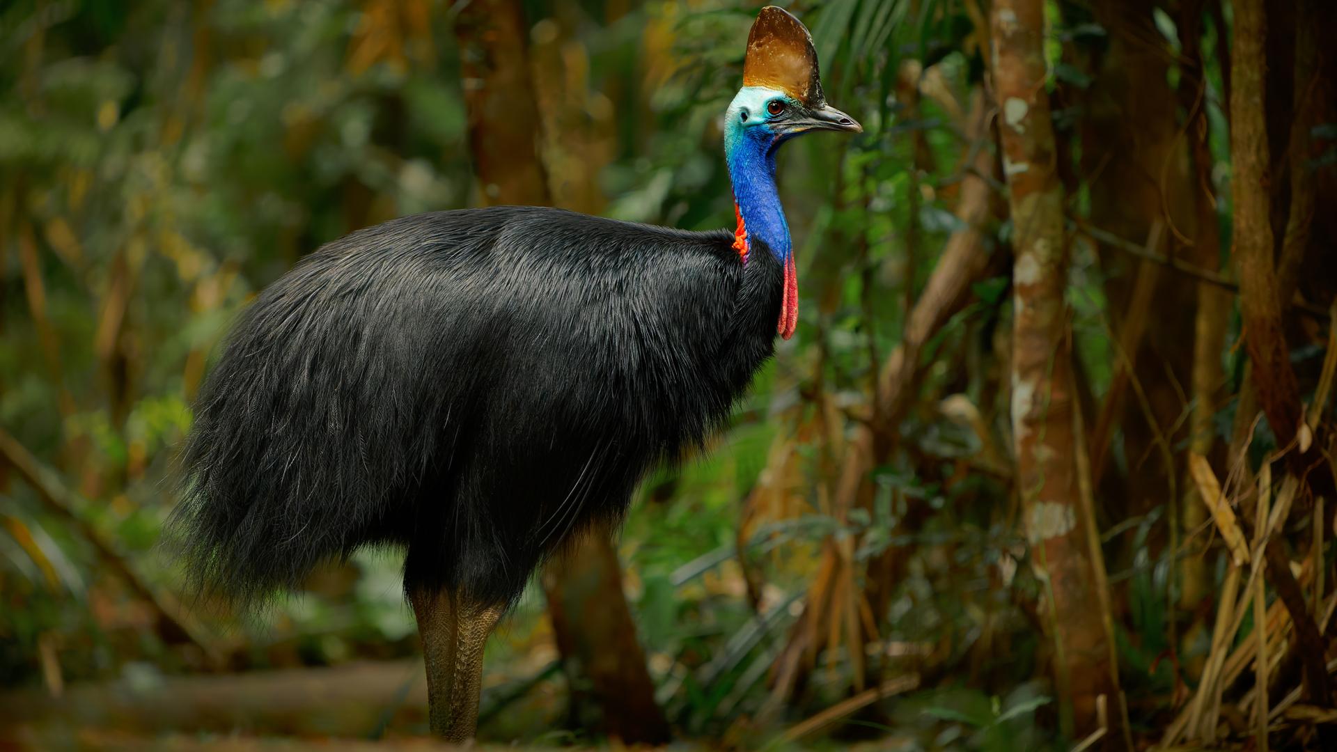 Australien: Jurassic Forest