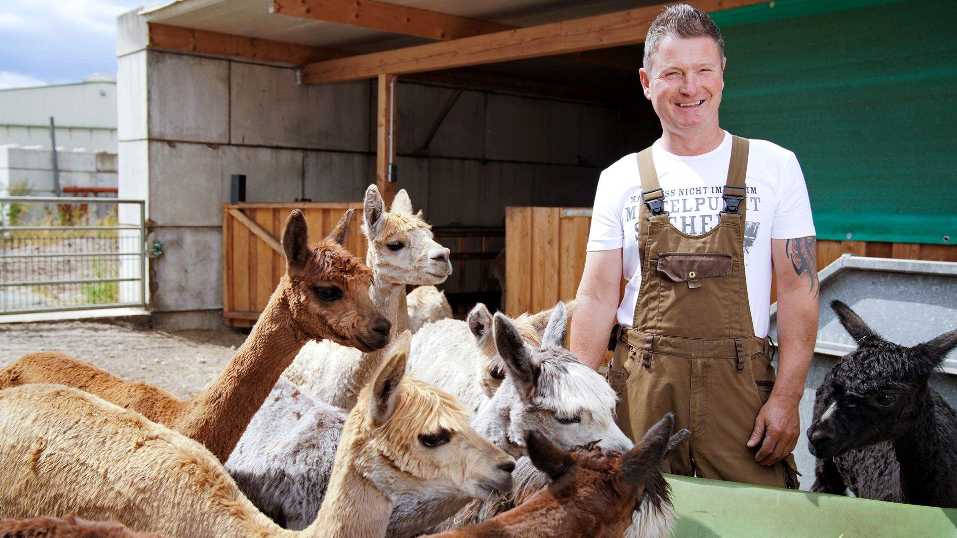 Alpakazüchter Henry freut sich auf seine Auserwählte