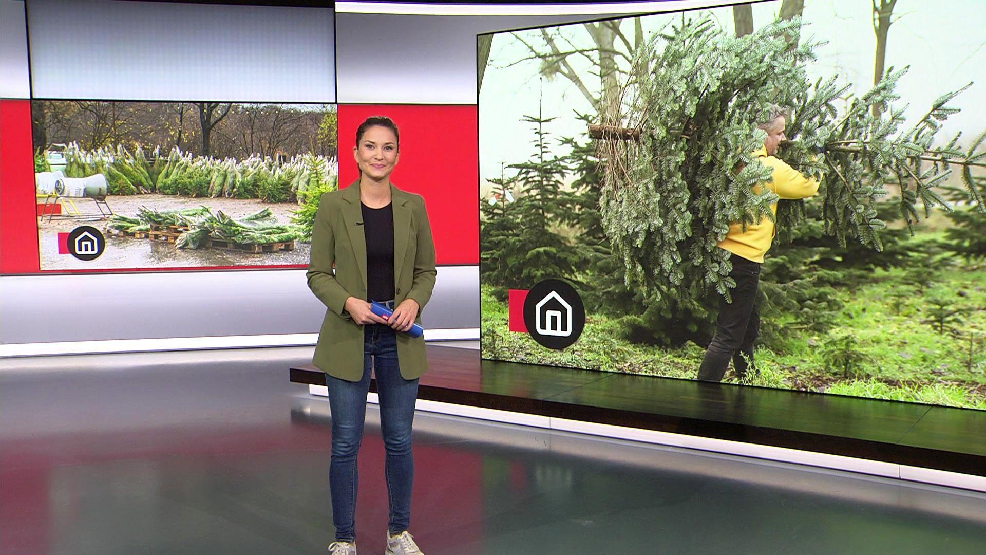 Thema u. a.:  Woher kommt der beste Weihnachtsbaum?