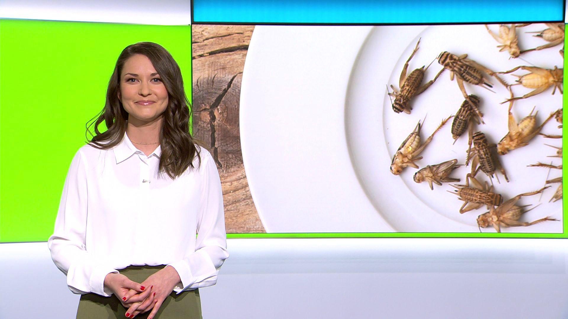 Thema u. a.: Insekten in Lebensmitteln