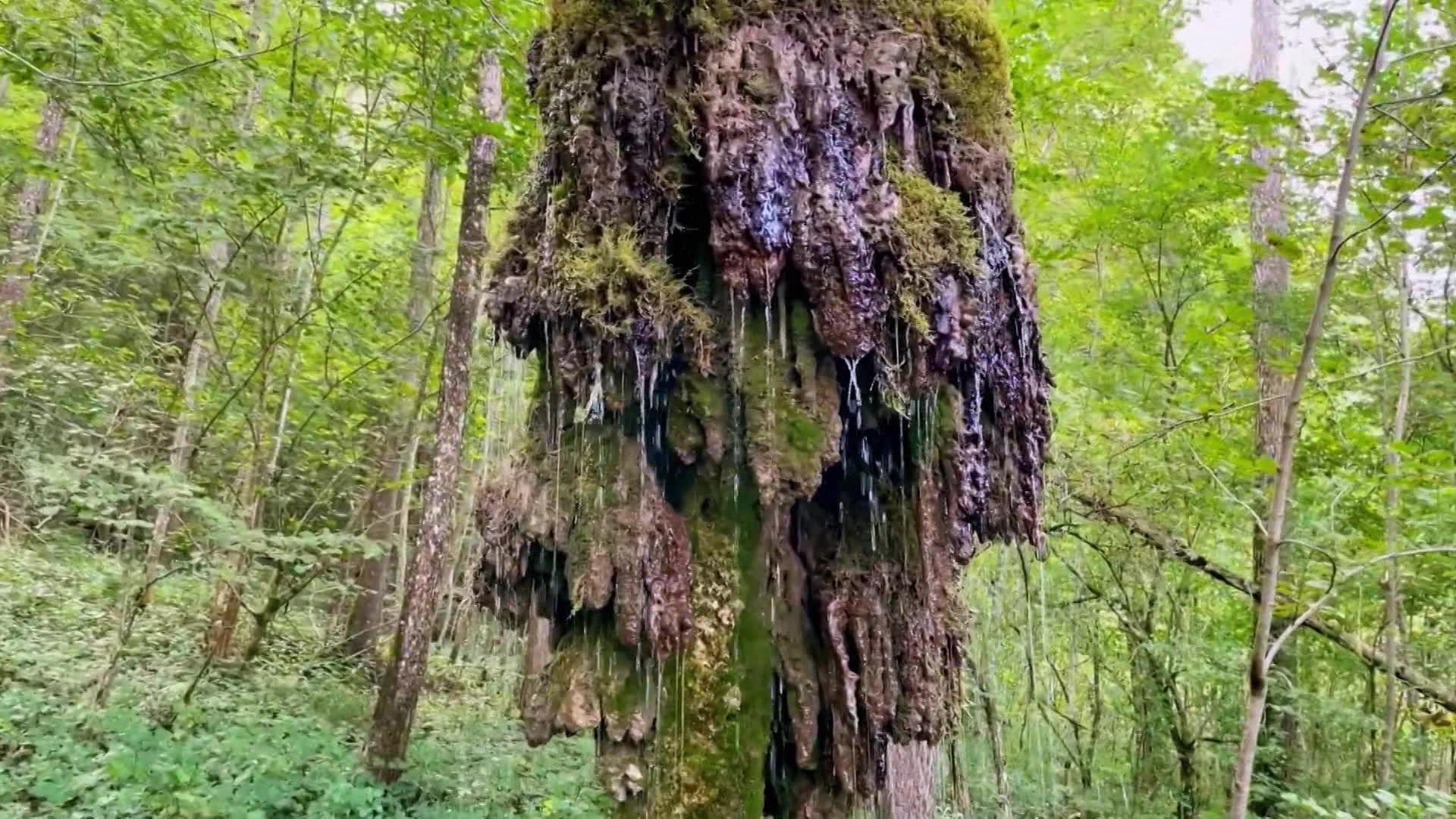 Grüner Schleim, Wasser im Wald und blaues Licht