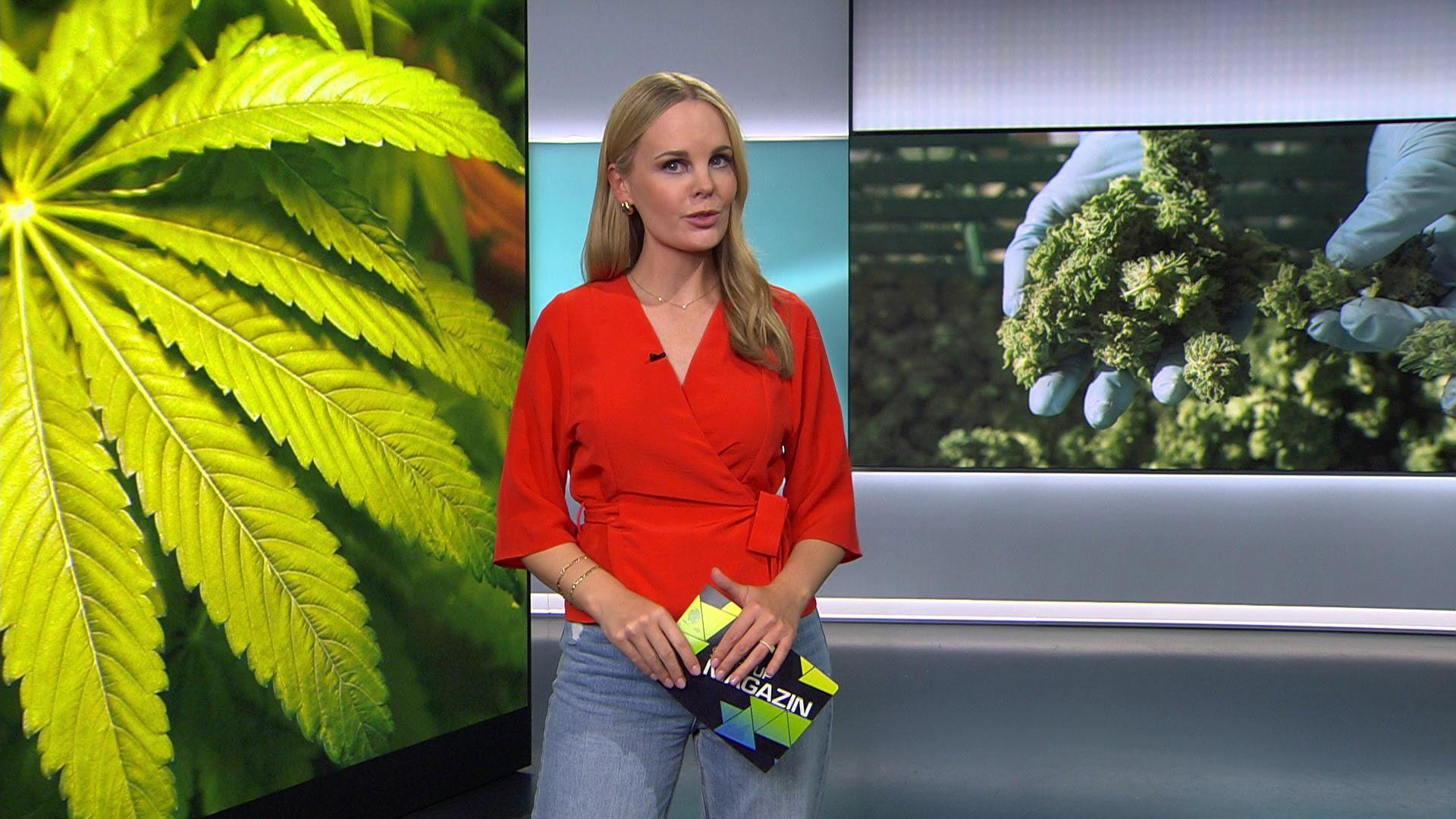 Thema u.a.: Cannabis-Legalisierung - Status quo für Startups