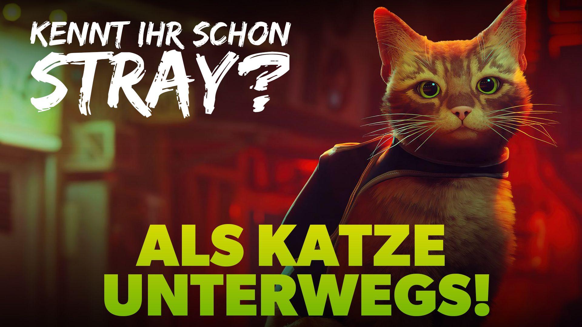 Miauuuu - Wir sind als Katze unterwegs! | STRAY