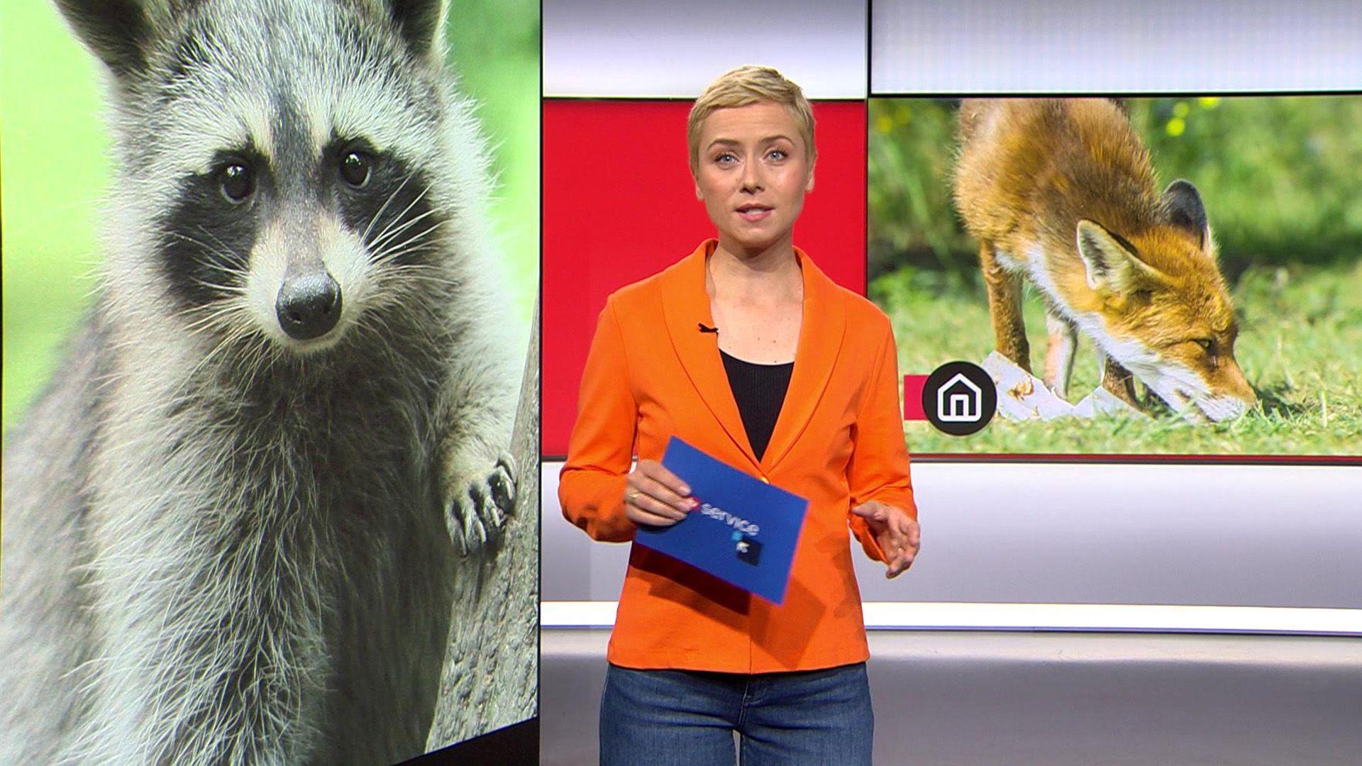 Thema u.a.: Wildtier-Begegnungen