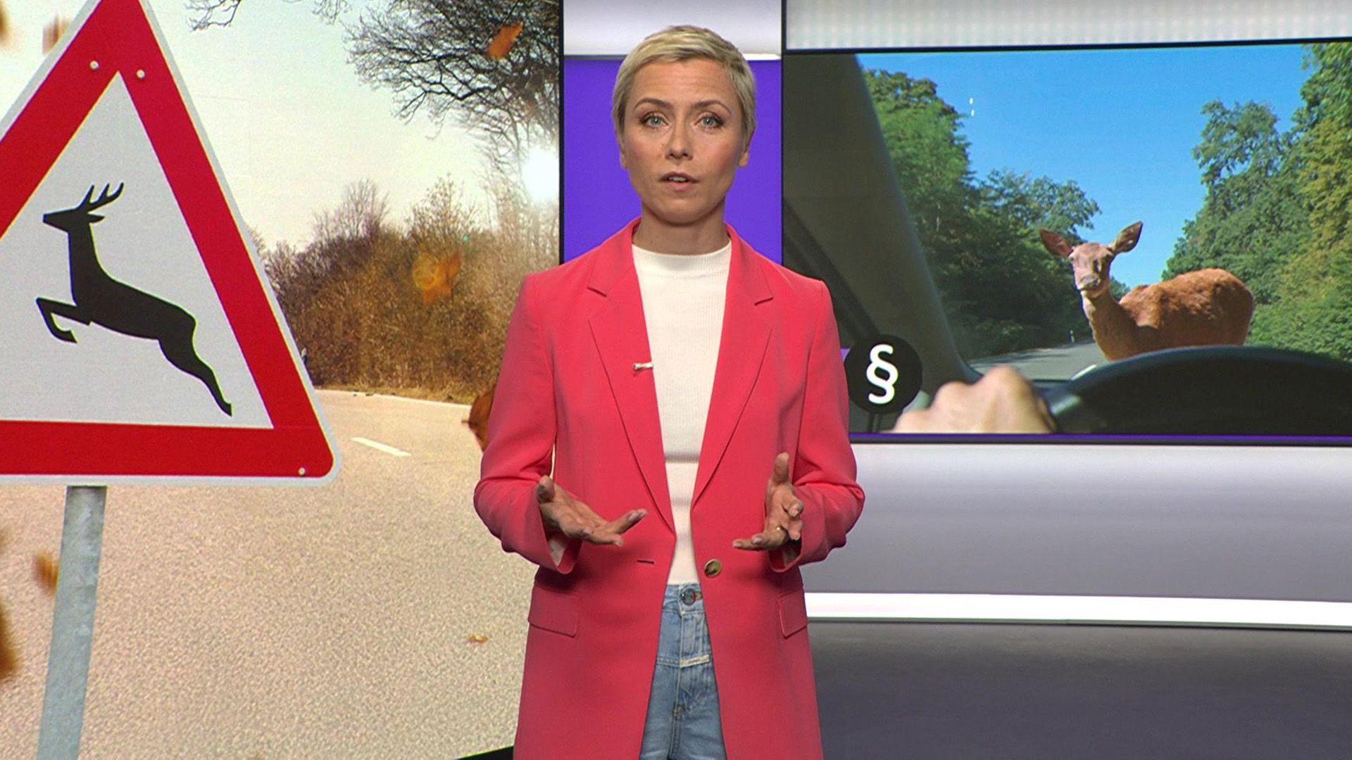 "ntv Service" Was tun bei schwere Wildunfällen?