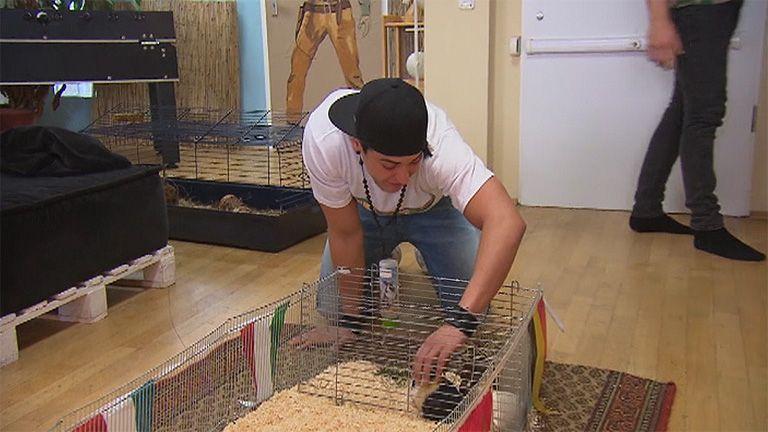 Meerschweinchenrennen