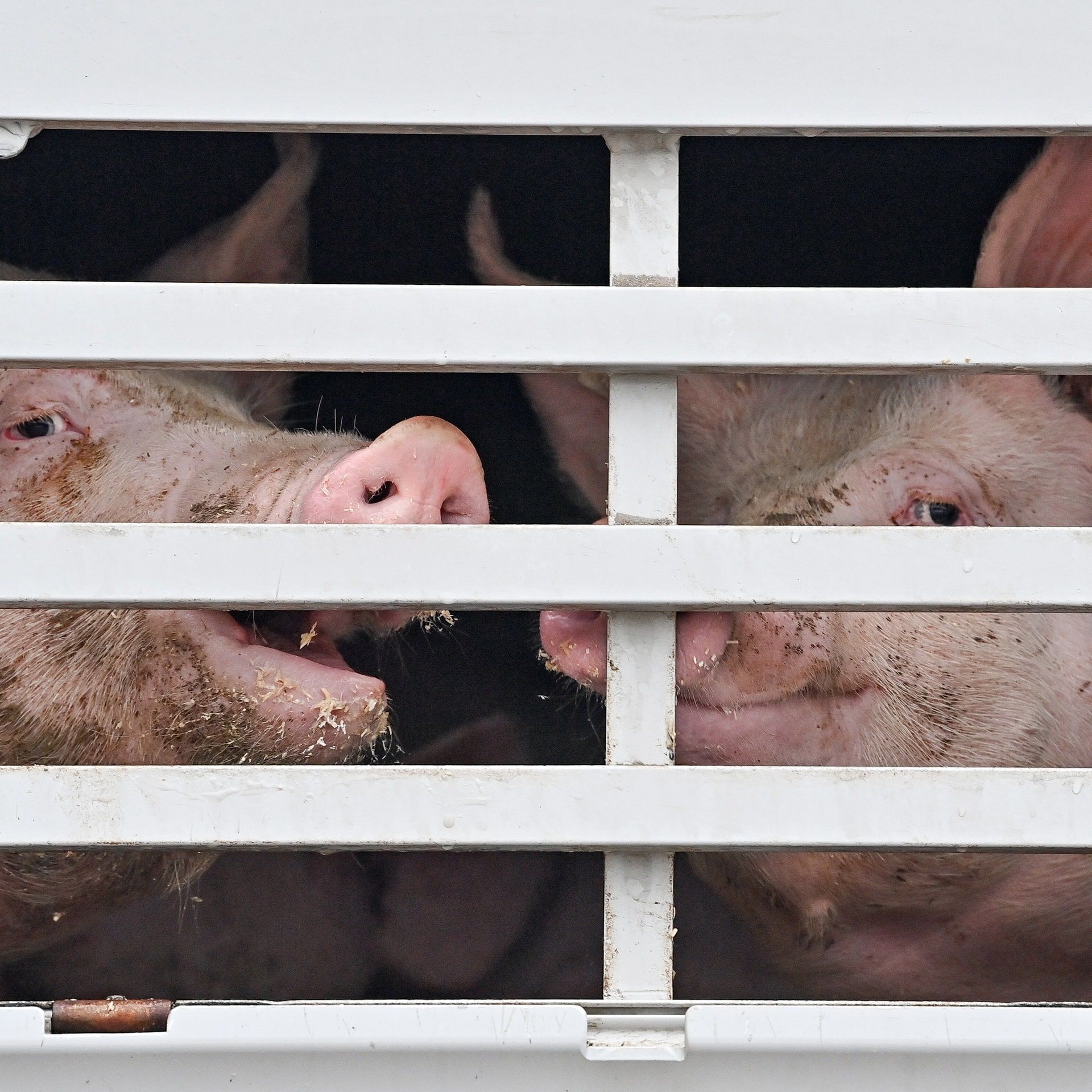 Tiertransporte – Was darf, was nicht, was wird gemacht?