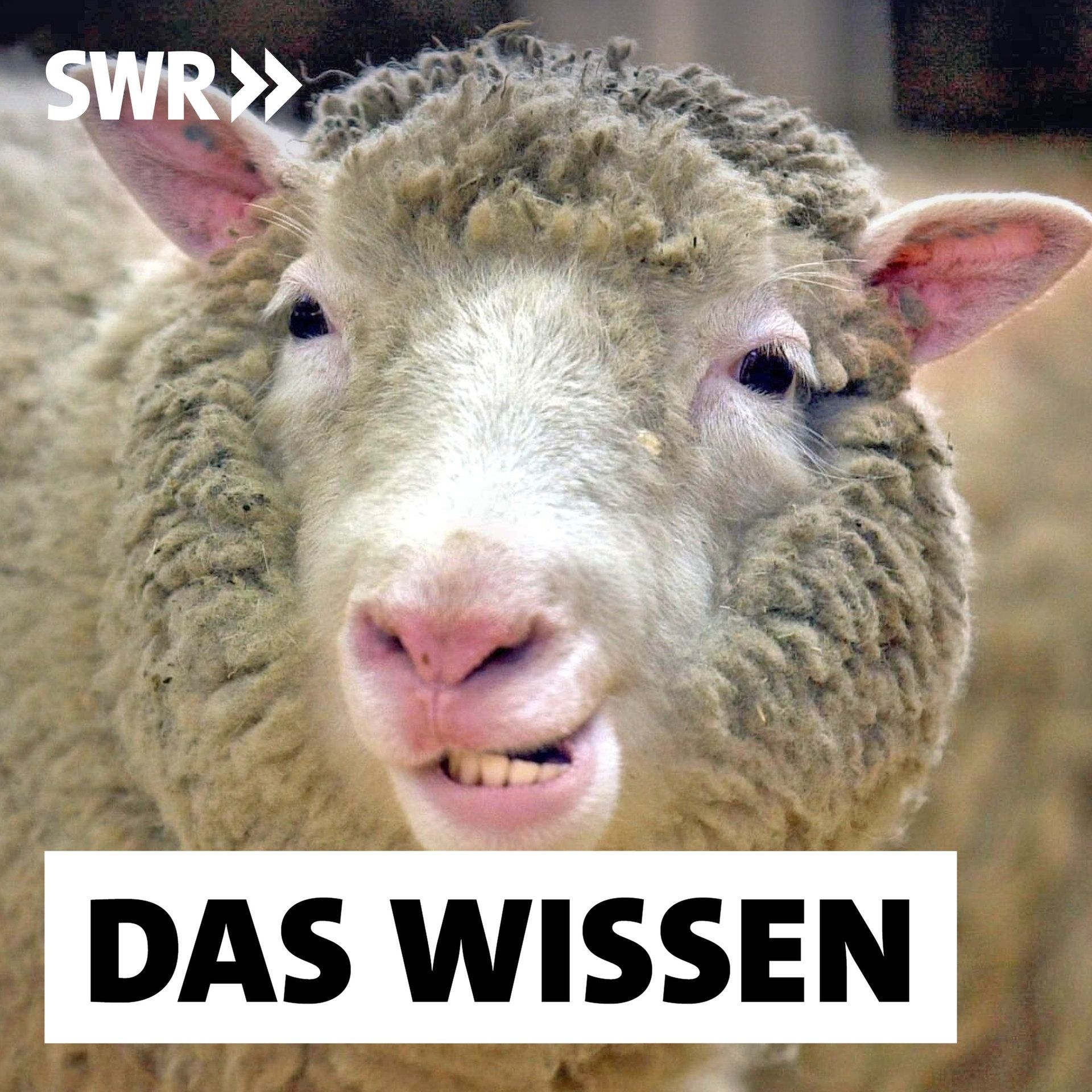 Tiere klonen – Vom Laborschaf Dolly zum Geschäftsmodell
