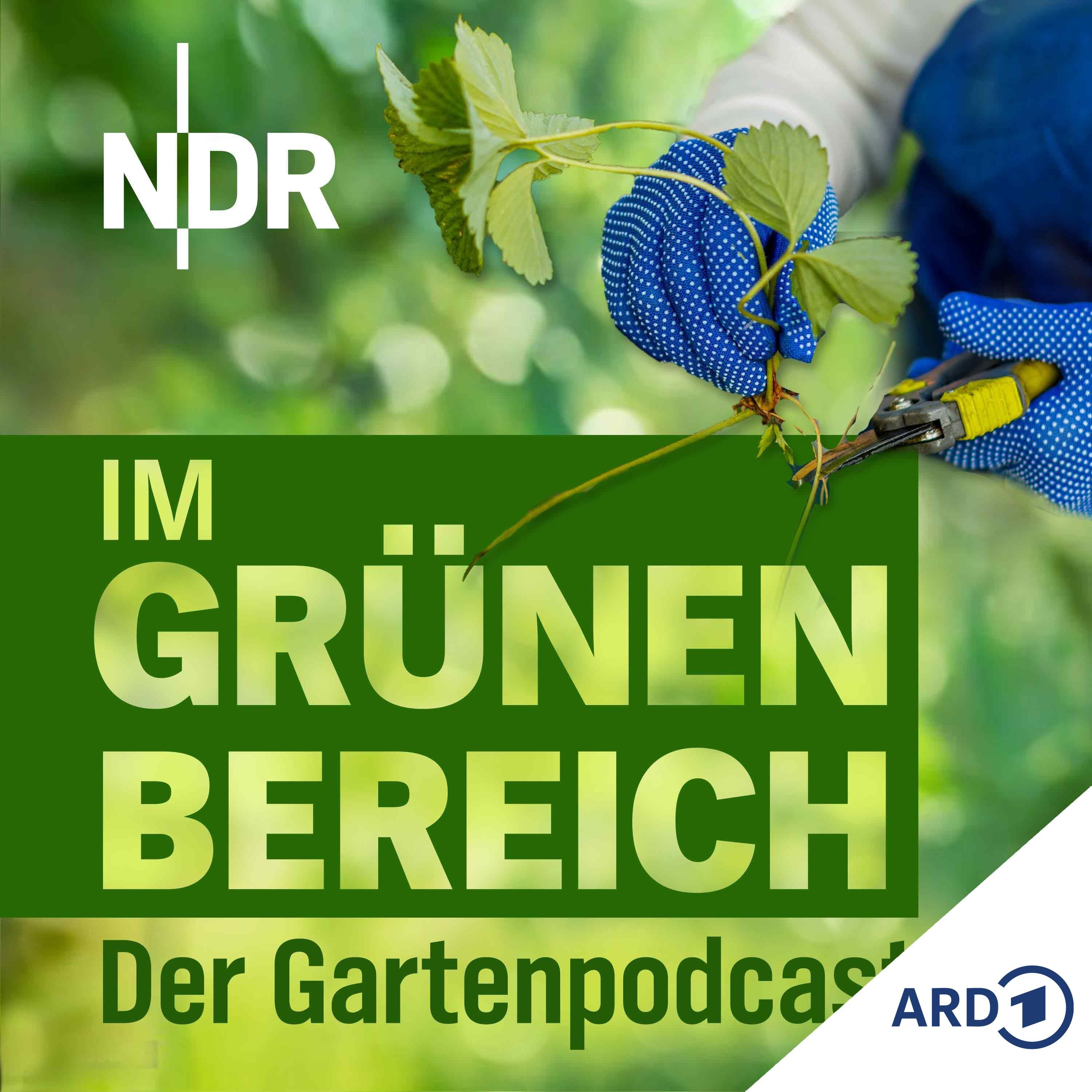 Pflanzen über Stecklinge vermehren