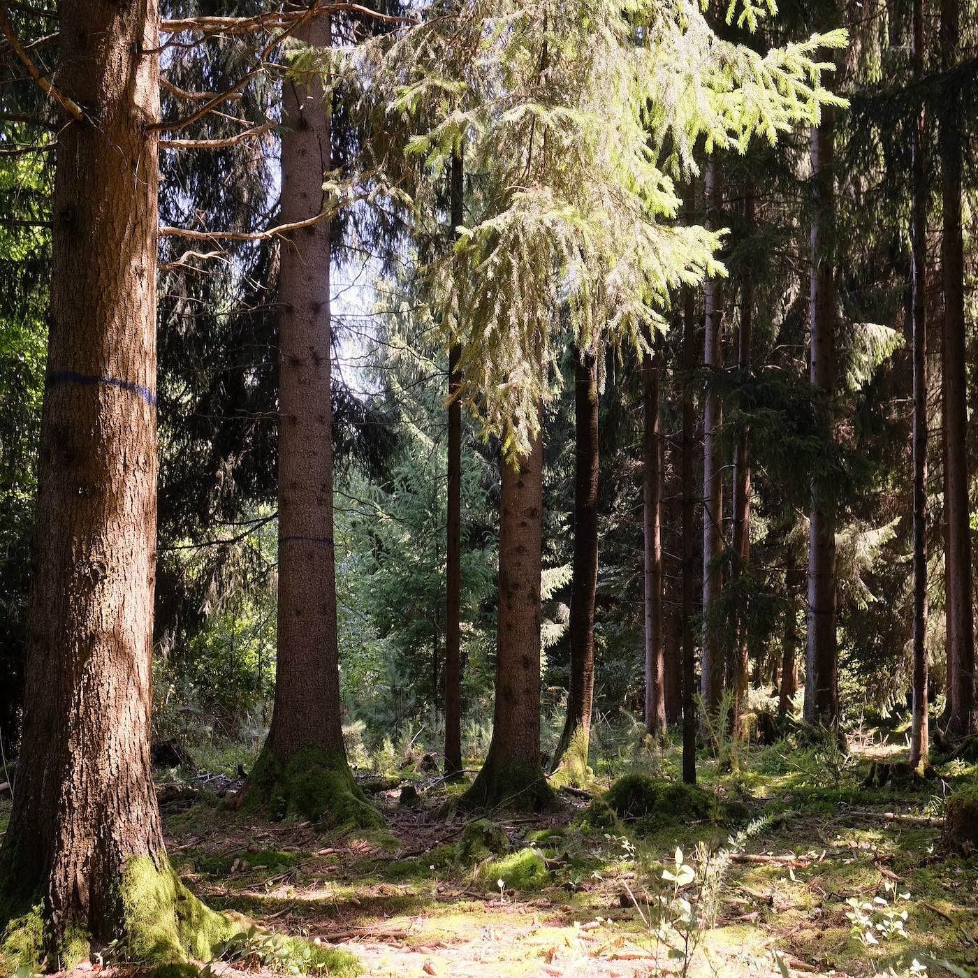 Wald, Feld und Boden - kollektive Nutzung als Schweizer Spezialität