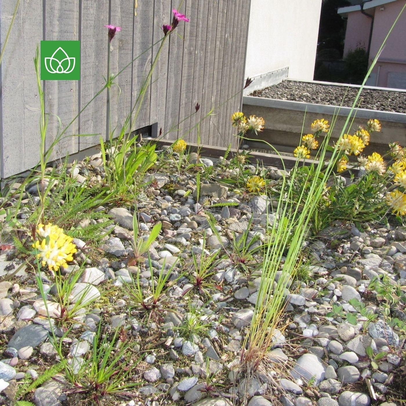 Photovoltaik und Dachbegrünung. Wie Natur und Technik auf Flachdächern Synergien bilden