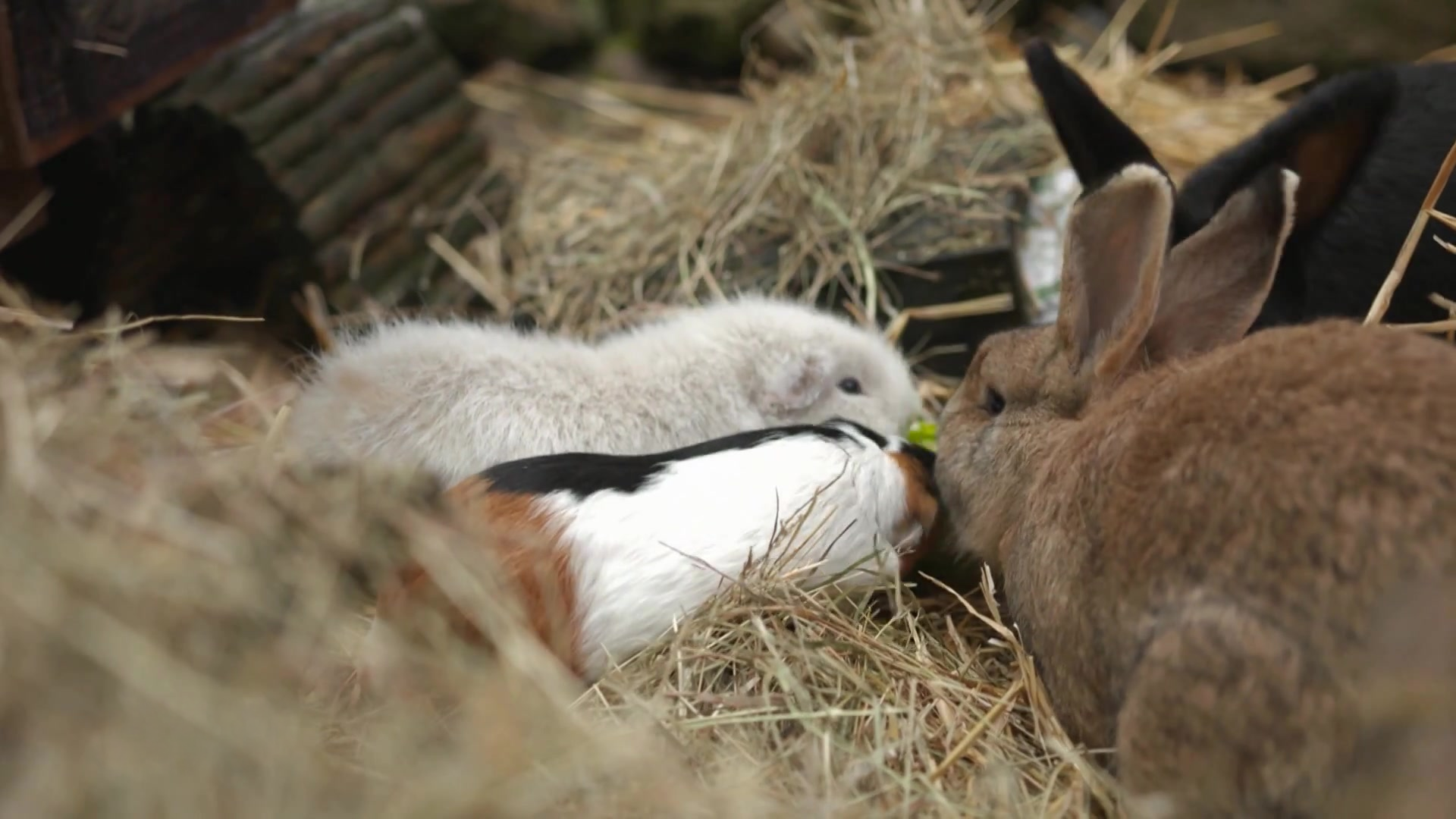 Heute u.a.: Das Zusammenleben von Kaninchen und Meerschweinchen
