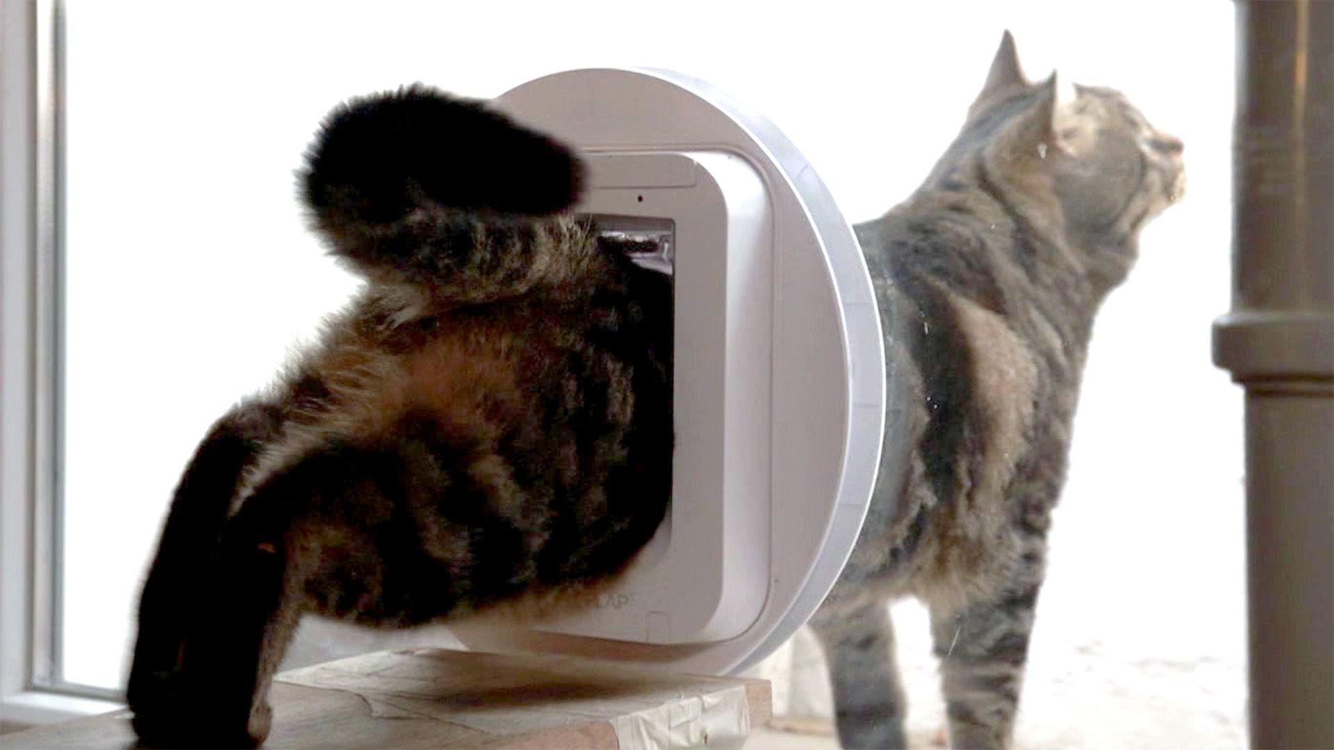 Thema u.a.: Katzenklappe