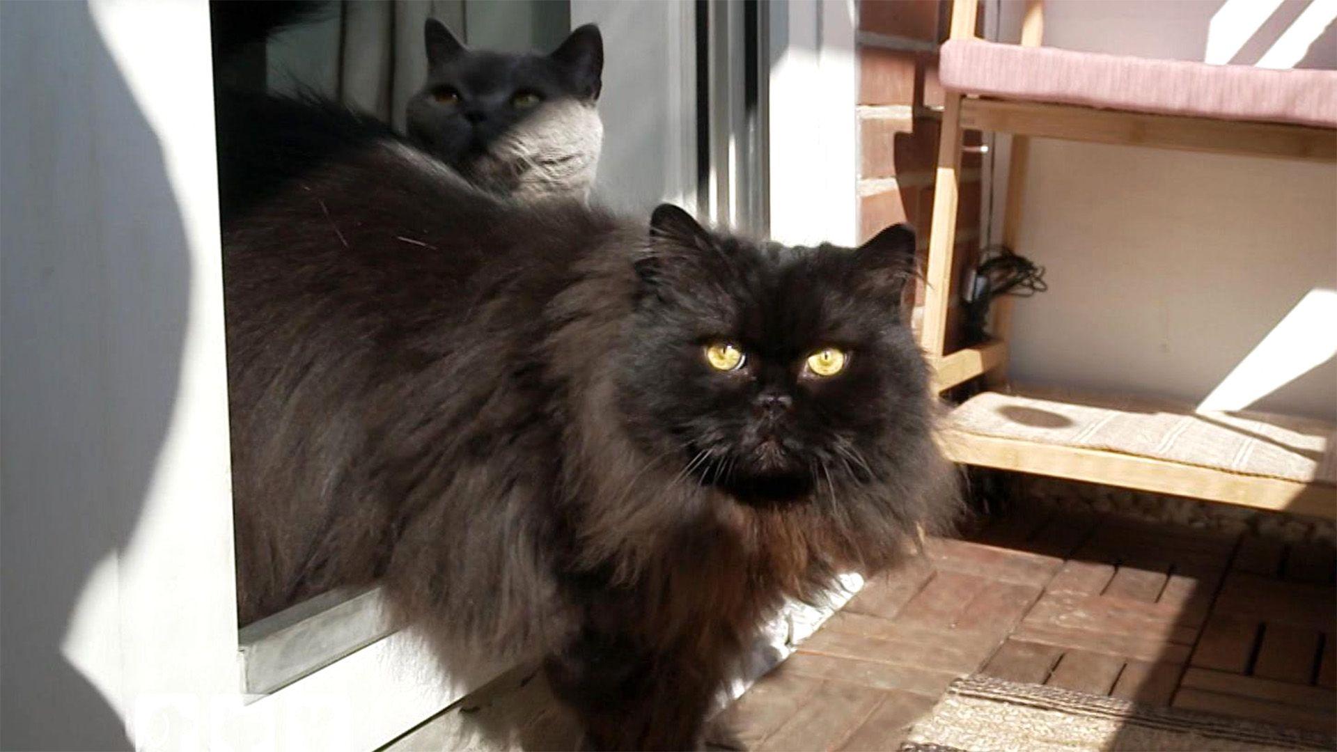 Heute u.a.: Katzenoase Balkon