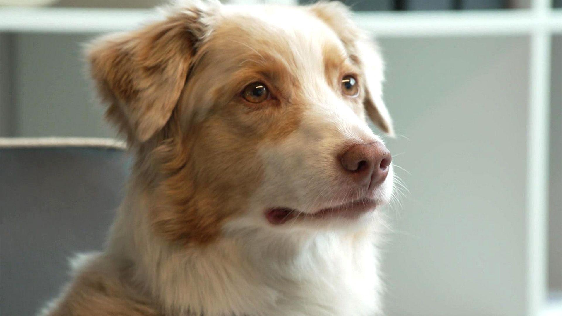 U.a.: Kate zeigt, wie man Hunde auf das Büro vorbereitet