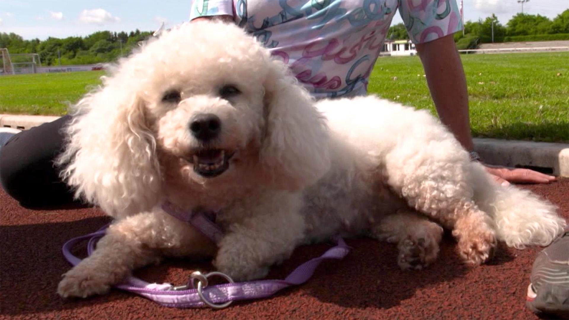 Thema u.a.: Hunde Jogging-Check