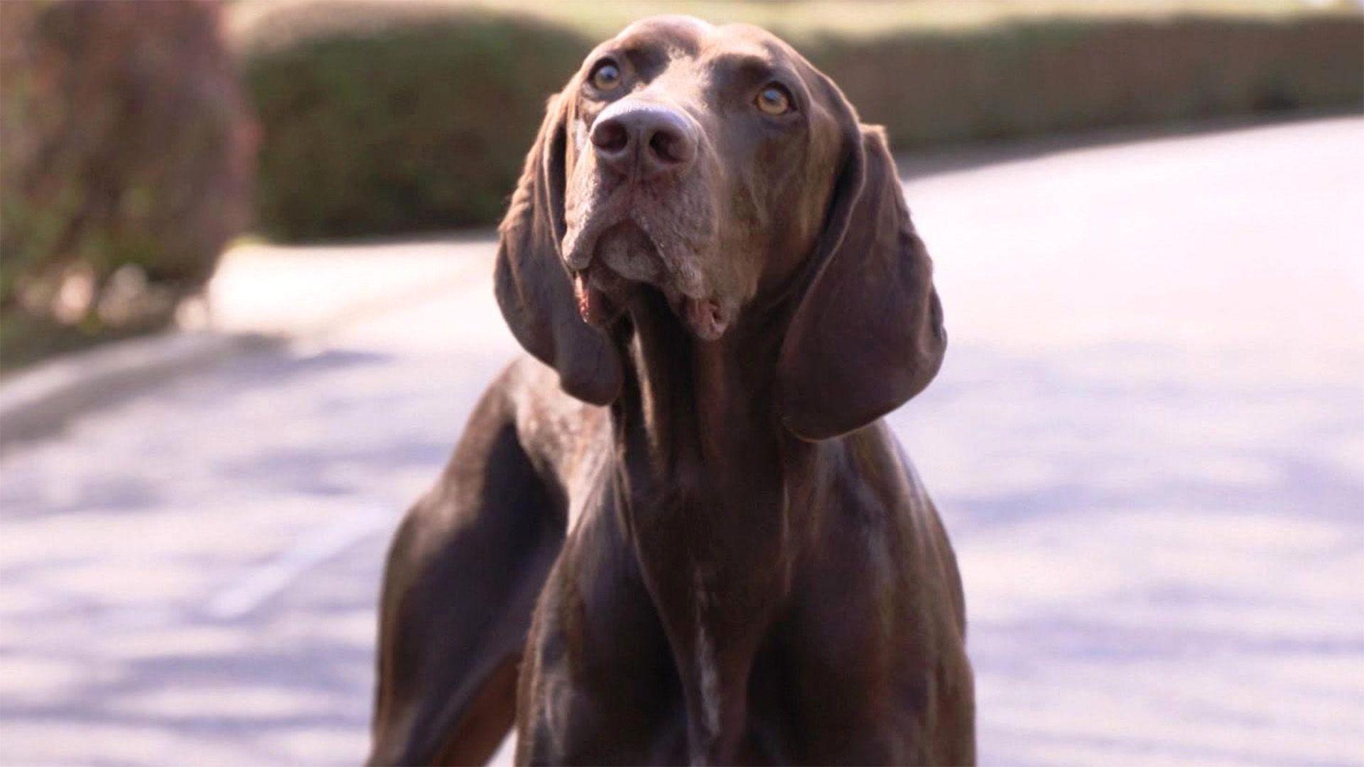 Heute u.a.: Der Geruchssinn von Hunden