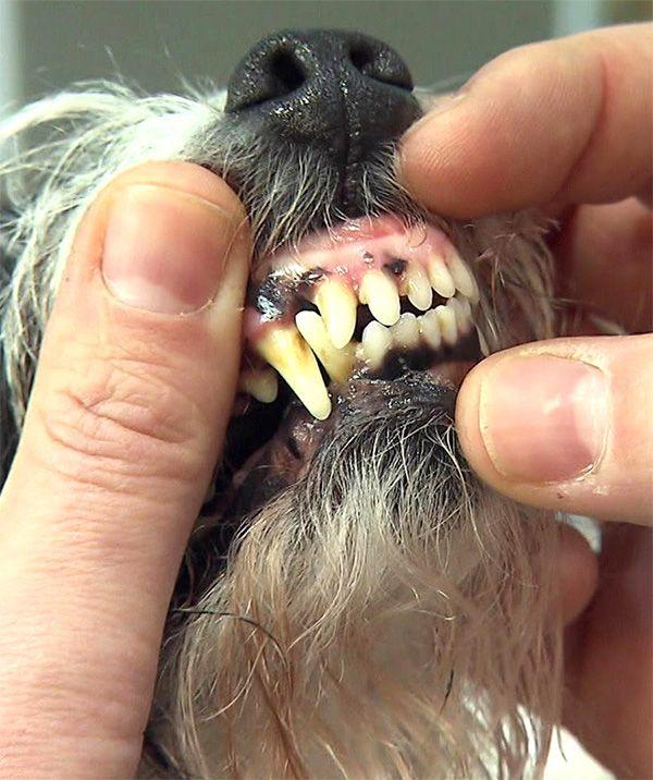 Heute u.a.: Zahnpflege-Tipps für Hunde