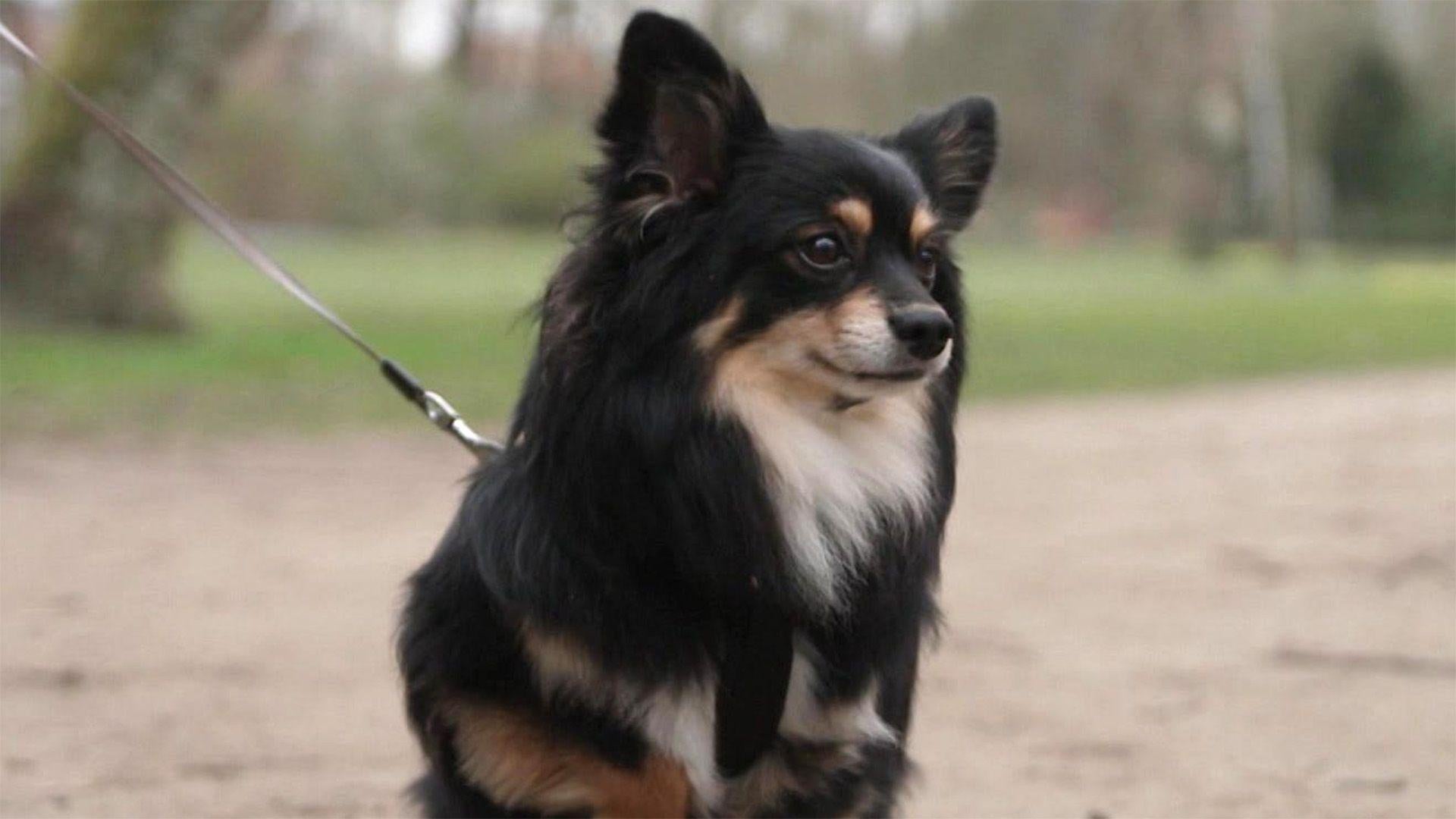 Thema u.a.: Liebestolle Hunde