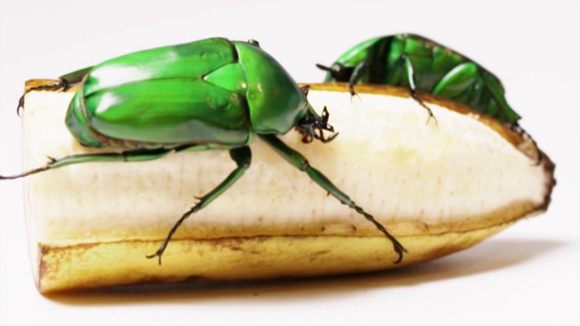 Heute u.a.: Insekten und ihre vielfältigen Ernährungsgewohnheiten