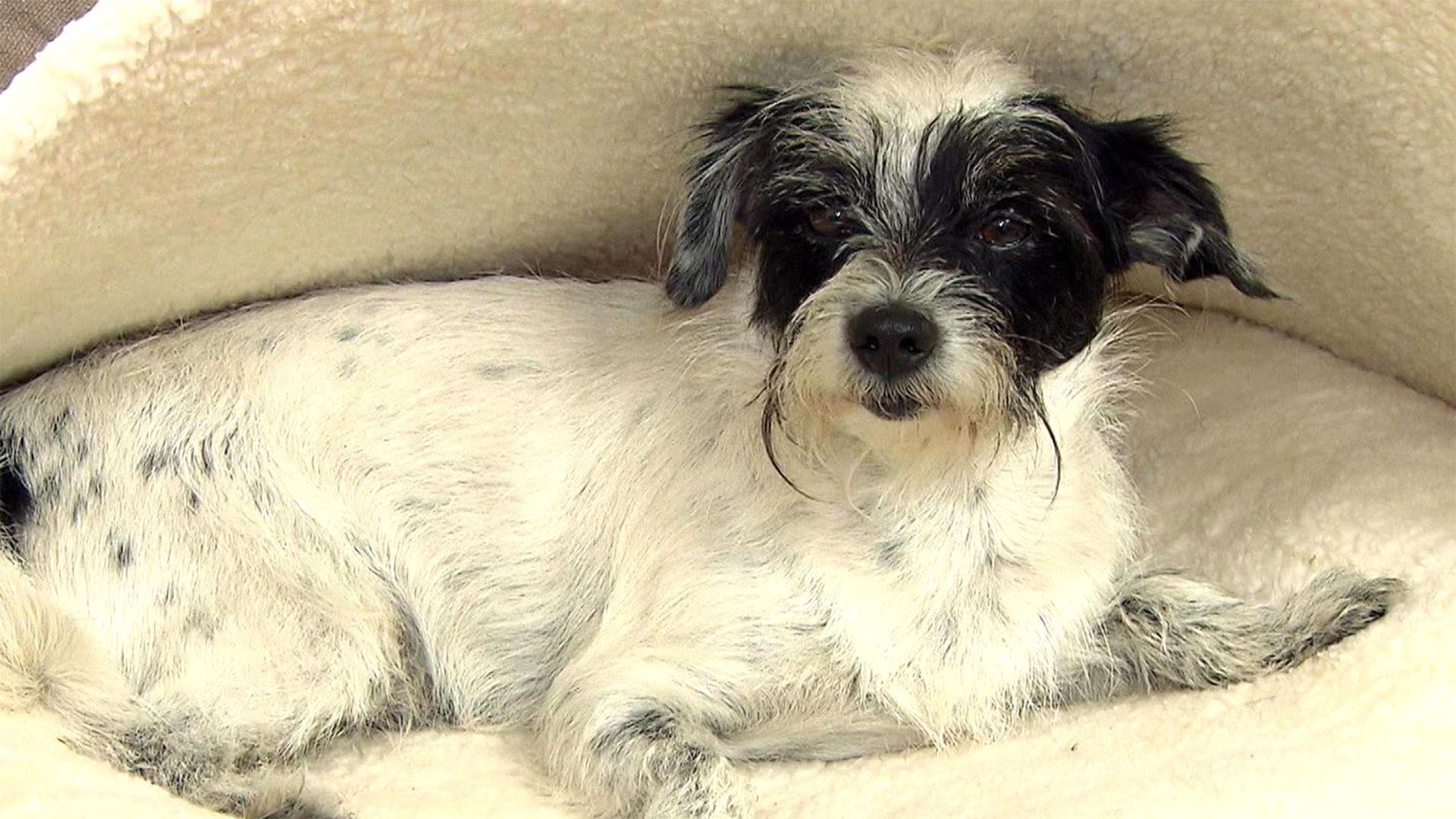 Heute u.a.: Bevorzugen Hunde eine Höhle oder ein Körbchen?