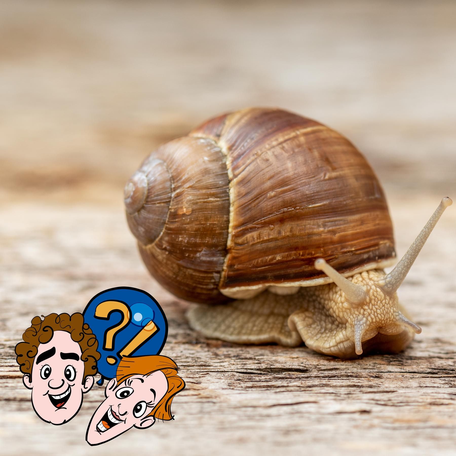 Sind Schnecken mit Haus schneller als ohne Haus?