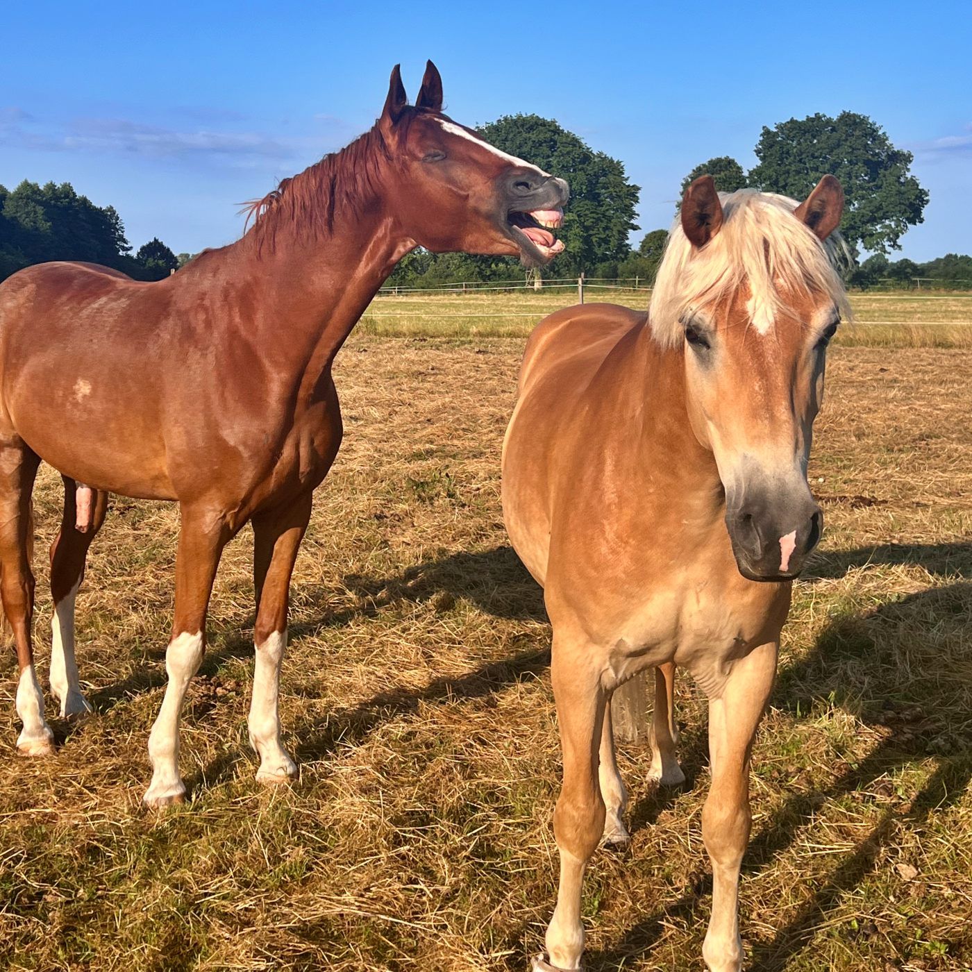 #459 Pferde tauschen = Besser reiten?
