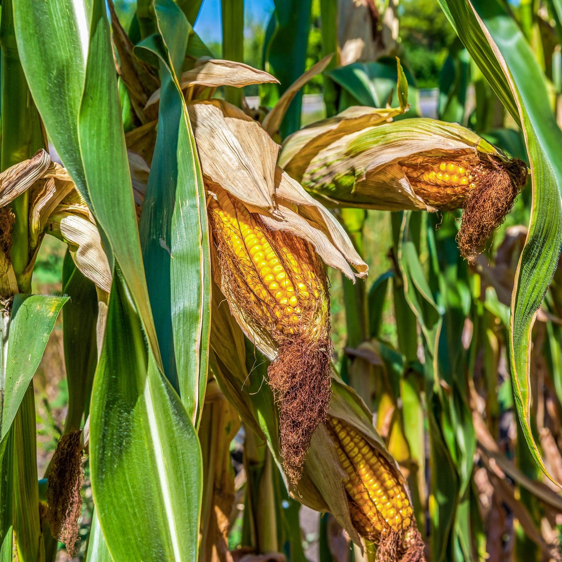 Klimawandel: Wie Bauern Ackerböden vor Dürre und Starkregen schützen