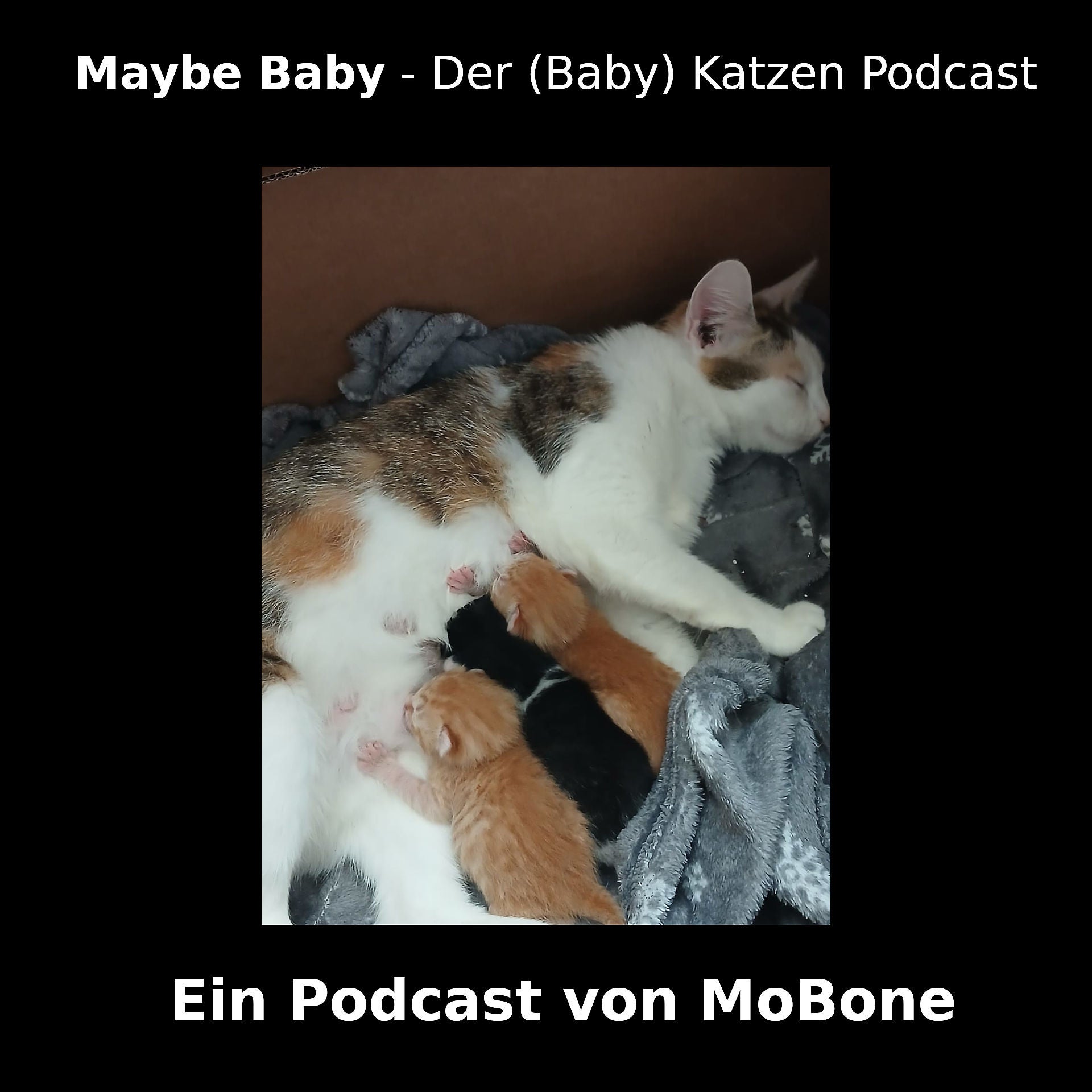 Vicky ist eine seltsame Katze