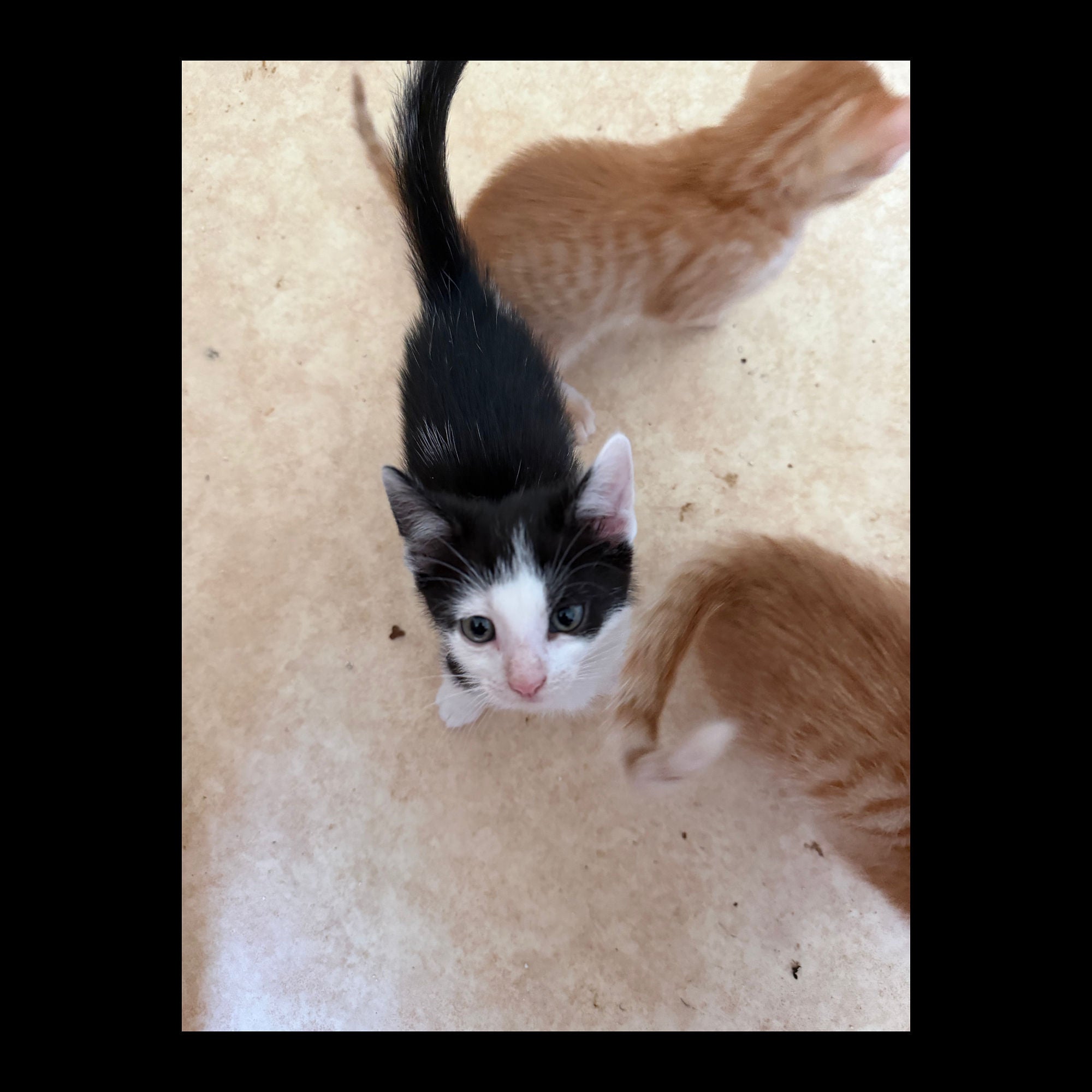 Die Kitten spielen Fußball wie die Profis