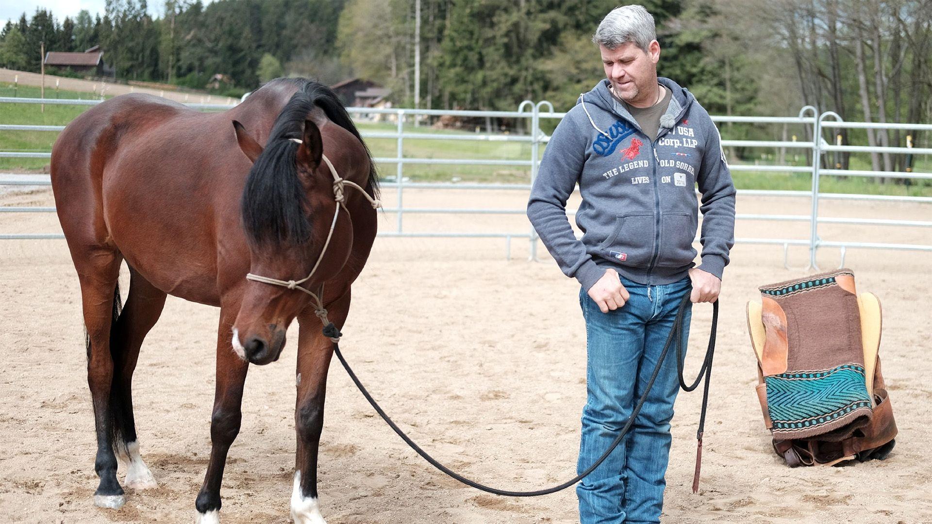 Heute u.a.: Connemara-Pony "Rondo"